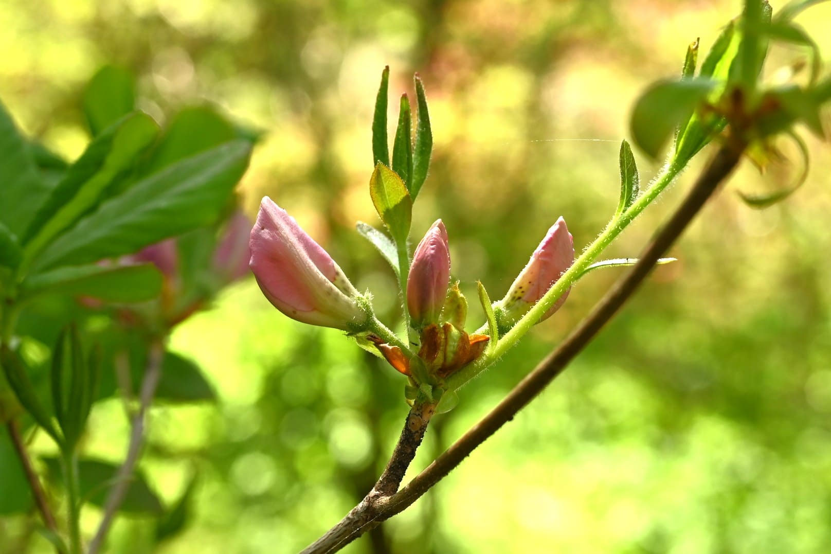 クロフネツツジ★黒船躑躅★クロフネ躑躅 クロフネツツジ／くろふねつつじ／黒船躑躅 - 庭木図鑑 植木ペディア