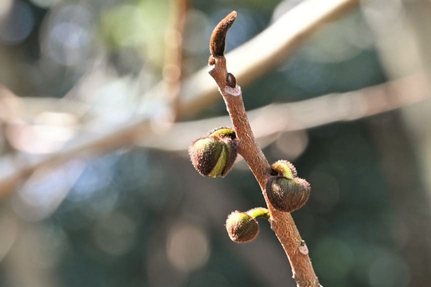 ポポー 庭木図鑑 植木ペディア