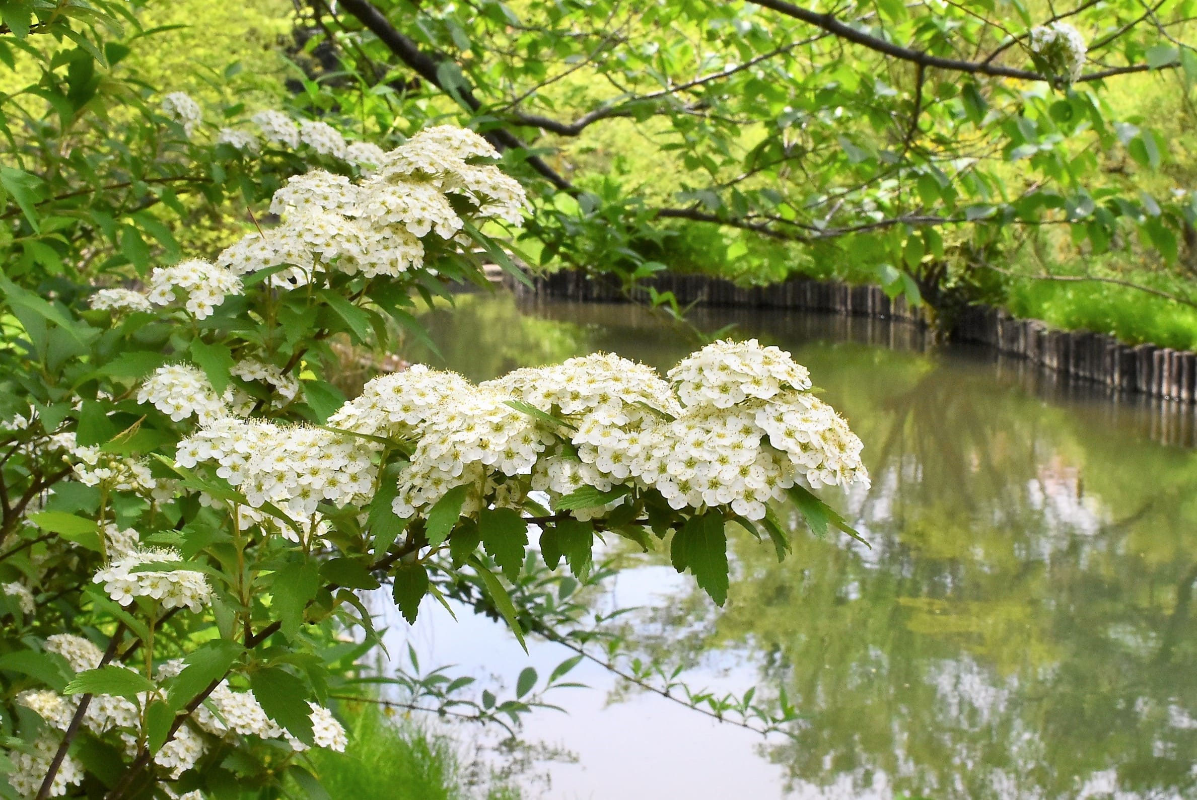 コデマリ（小手毬） - 庭木図鑑 植木ペディア