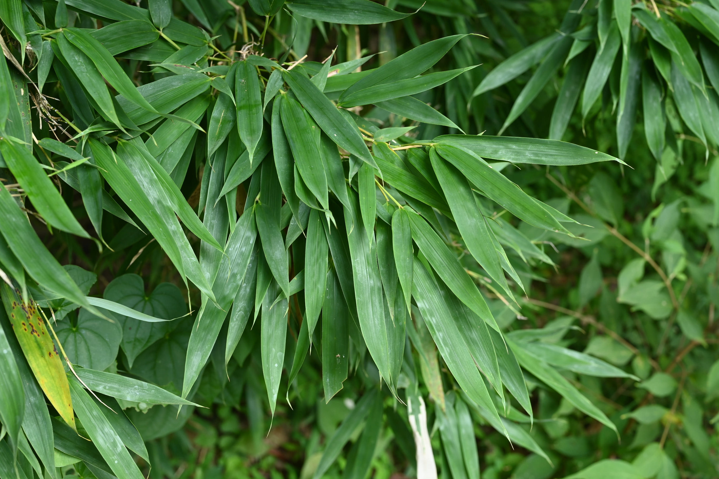 ホテイチク／ほていちく／布袋竹 - 庭木図鑑 植木ペディア
