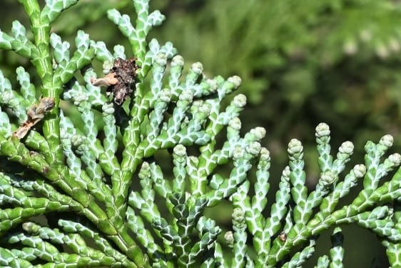 サワラ 花柏 庭木図鑑 植木ペディア サワラ 花柏 庭木図鑑 植木ペディア