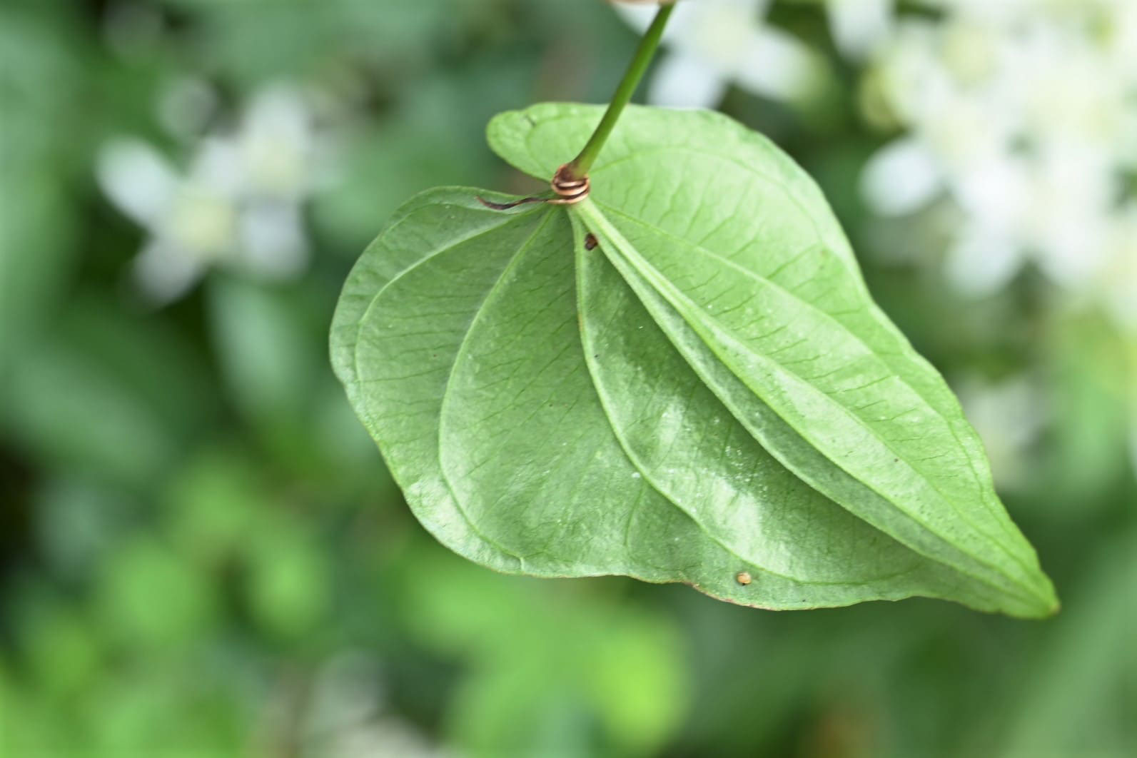 センニンソウ せんにんそう 仙人草 庭木図鑑 植木ペディア センニンソウ せんにんそう 仙人草 庭木図鑑 植木ペディア