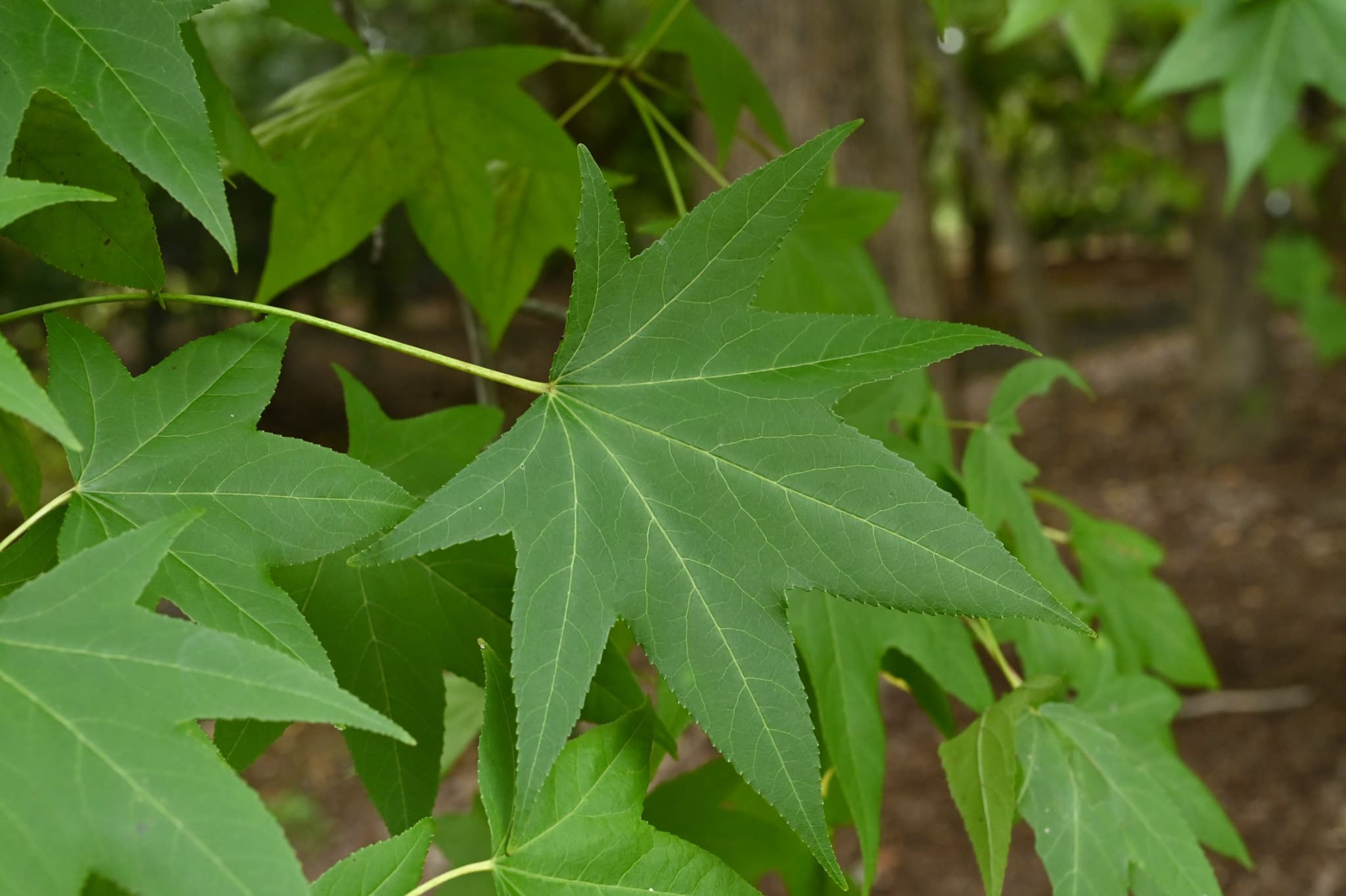モミジバフウ　アメリカフウ　8株まとめ image.jpg