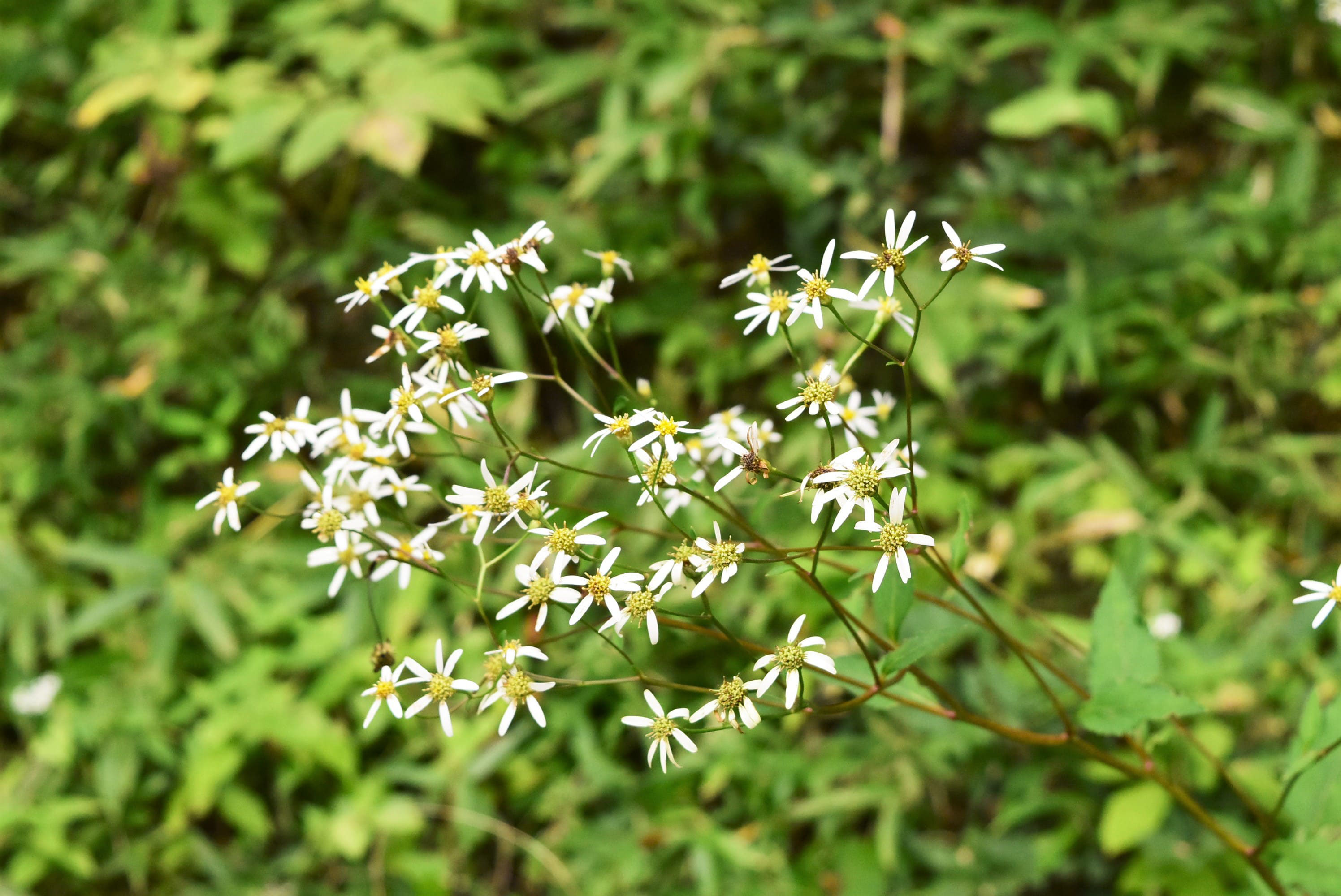 庭木図鑑 植木ペディア