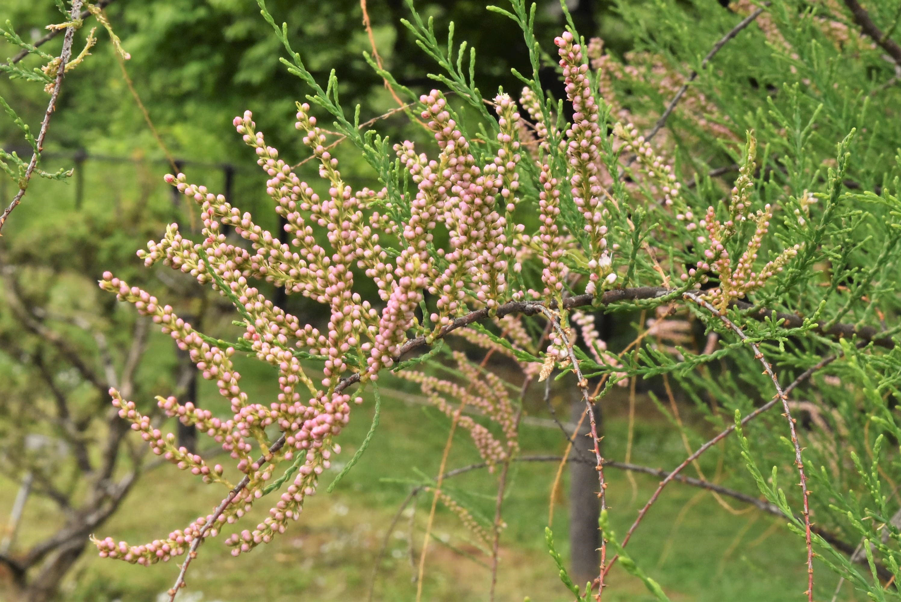 庭木図鑑 植木ペディア