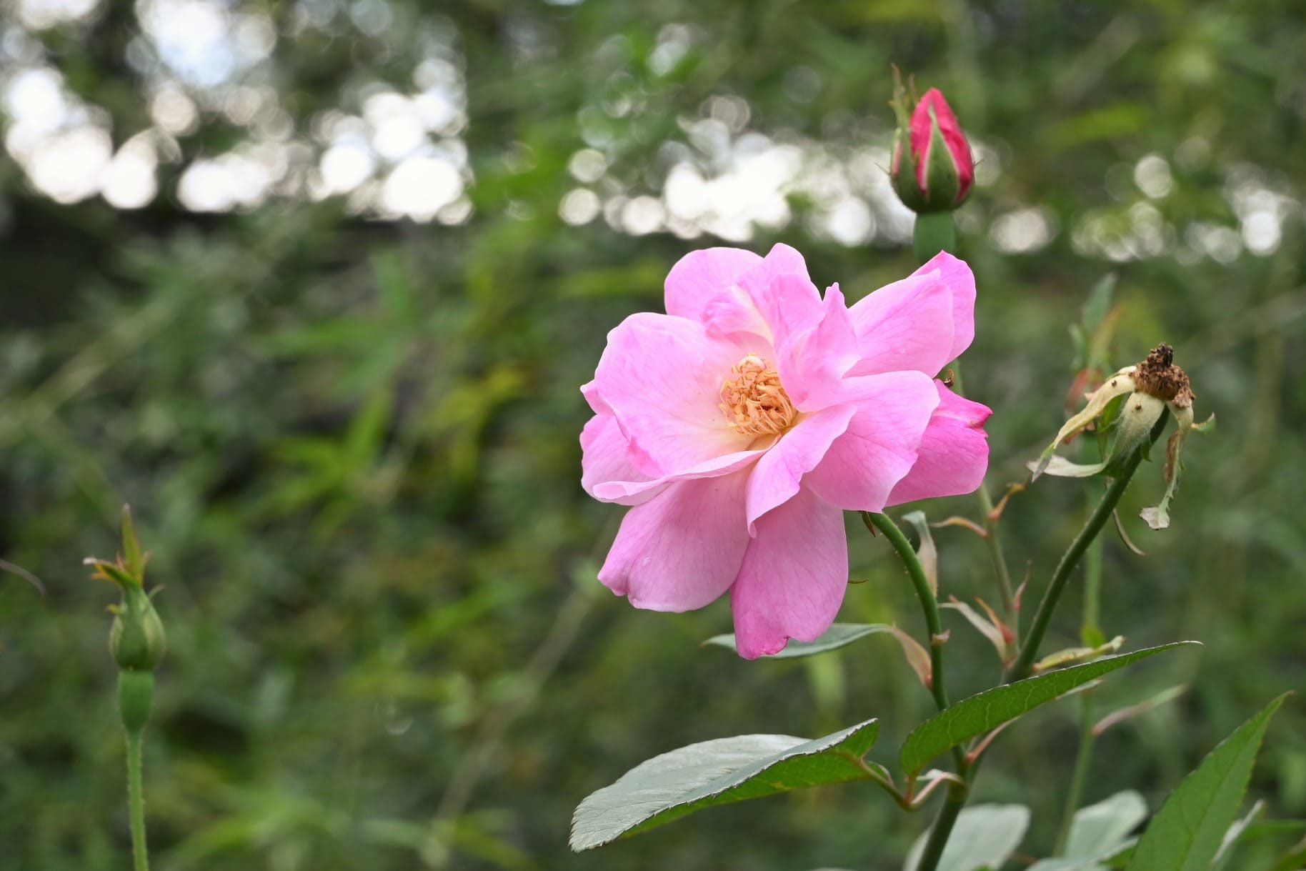 コウシンバラ／こうしんばら／庚申薔薇 - 庭木図鑑 植木ペディア