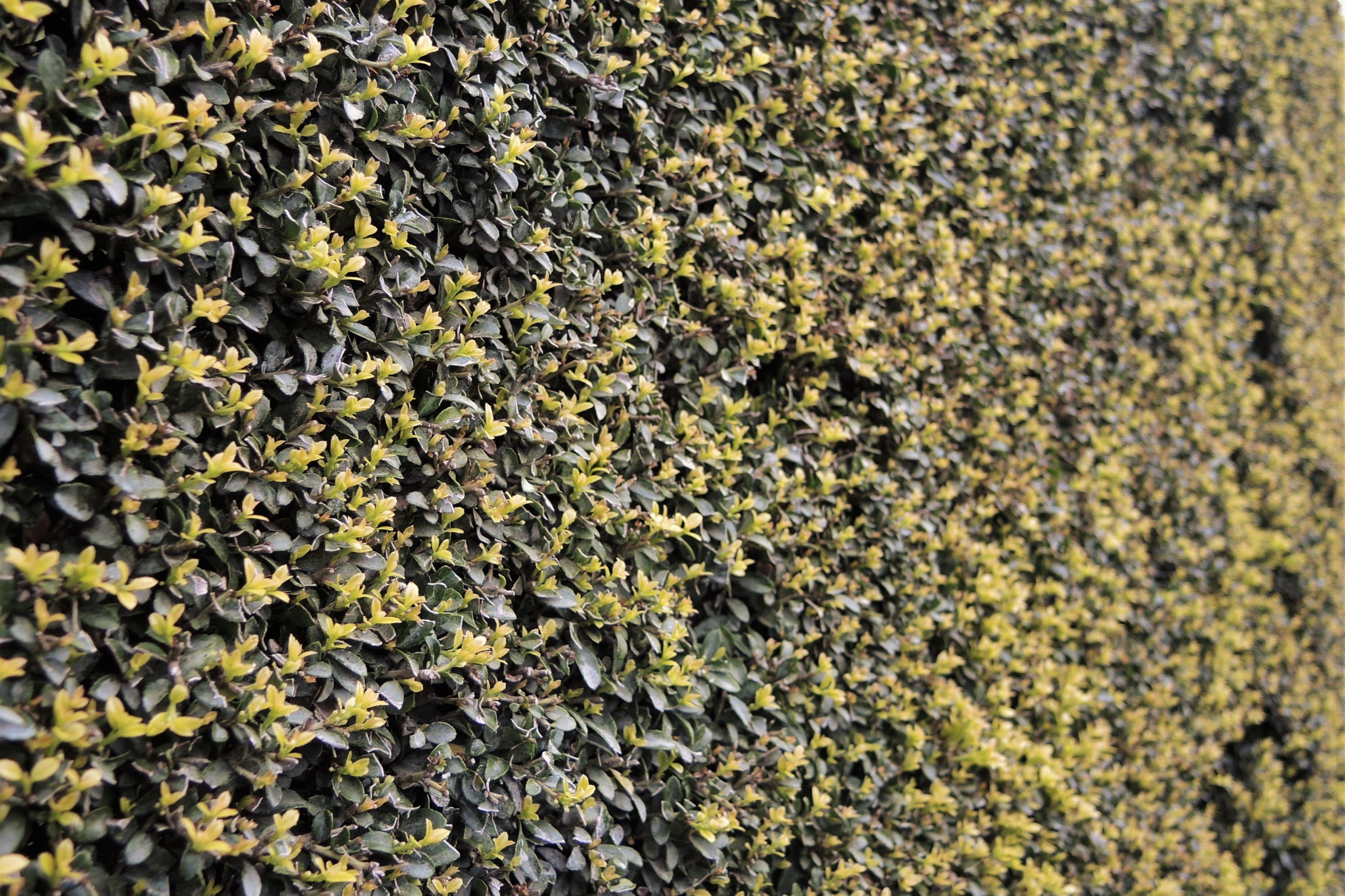 キンメツゲ（金芽柘植） - 庭木図鑑 植木ペディア