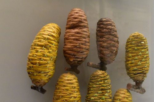 完売　　【天然＊野生の可愛い樅の木さん】もみの木/縁起の善い新芽がどっさり！ モミノキ（樅） - 庭木図鑑 植木ペディア