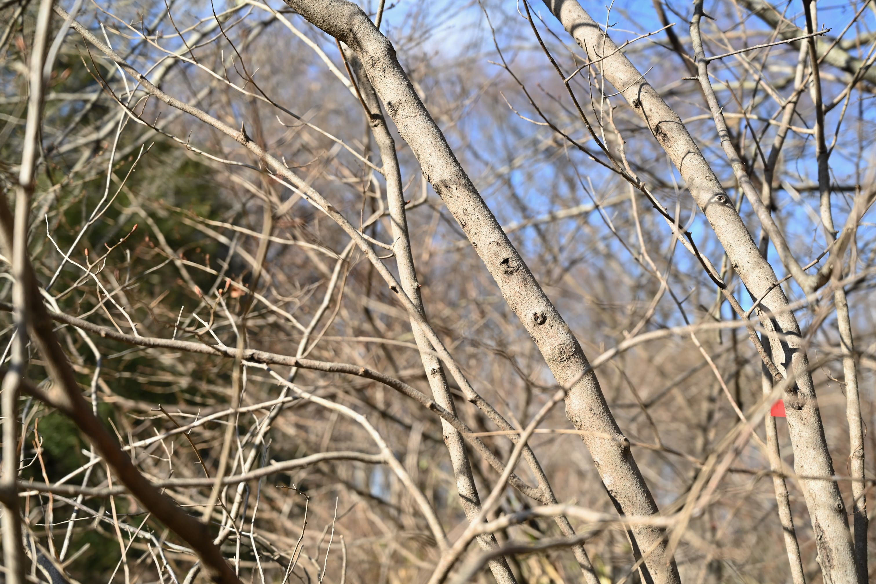 ダンコウバイ 壇香梅 庭木図鑑 植木ペディア