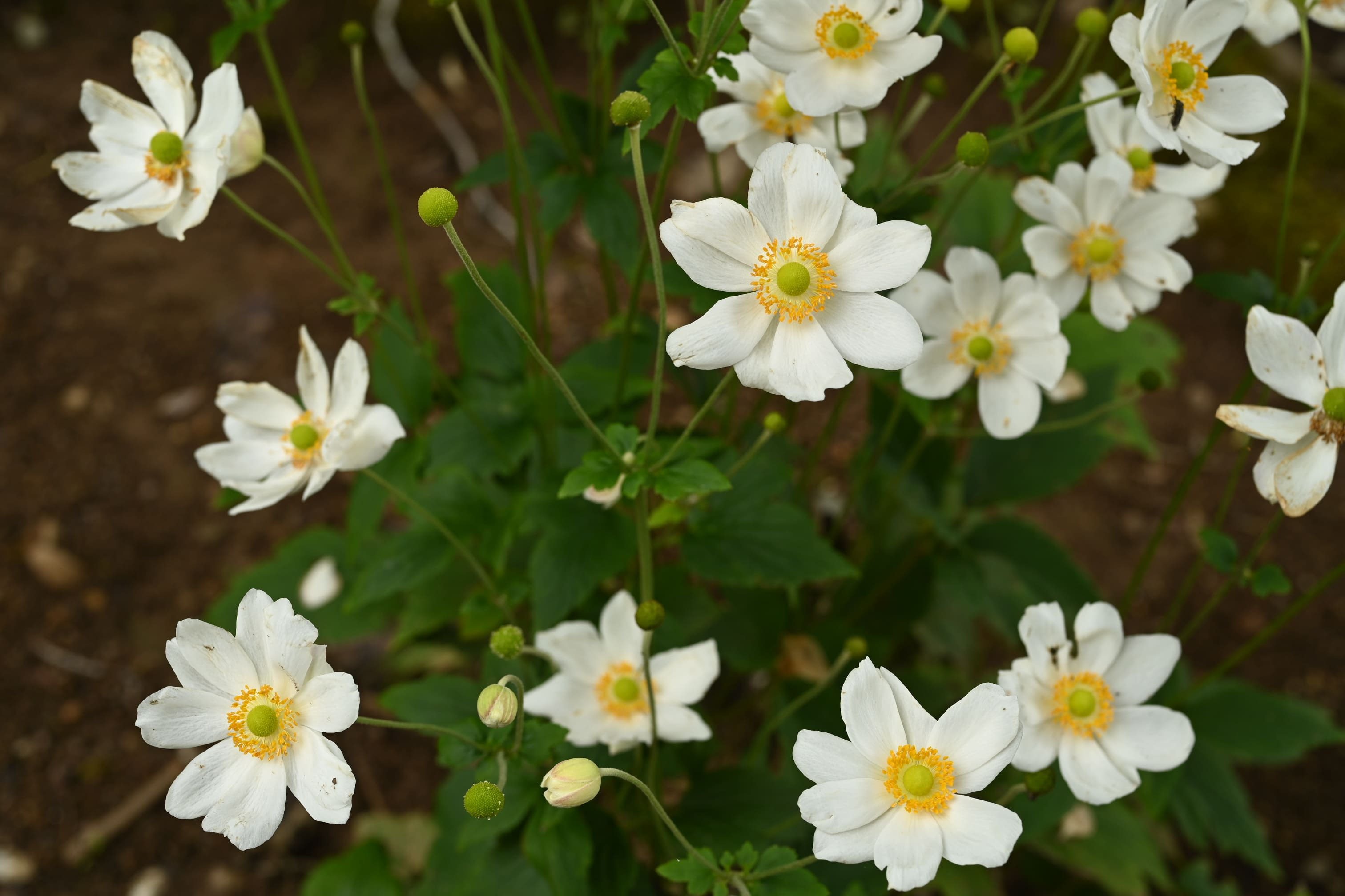 シュウメイギク ホトトギス ご確認用 imgrc0119018213.jpg