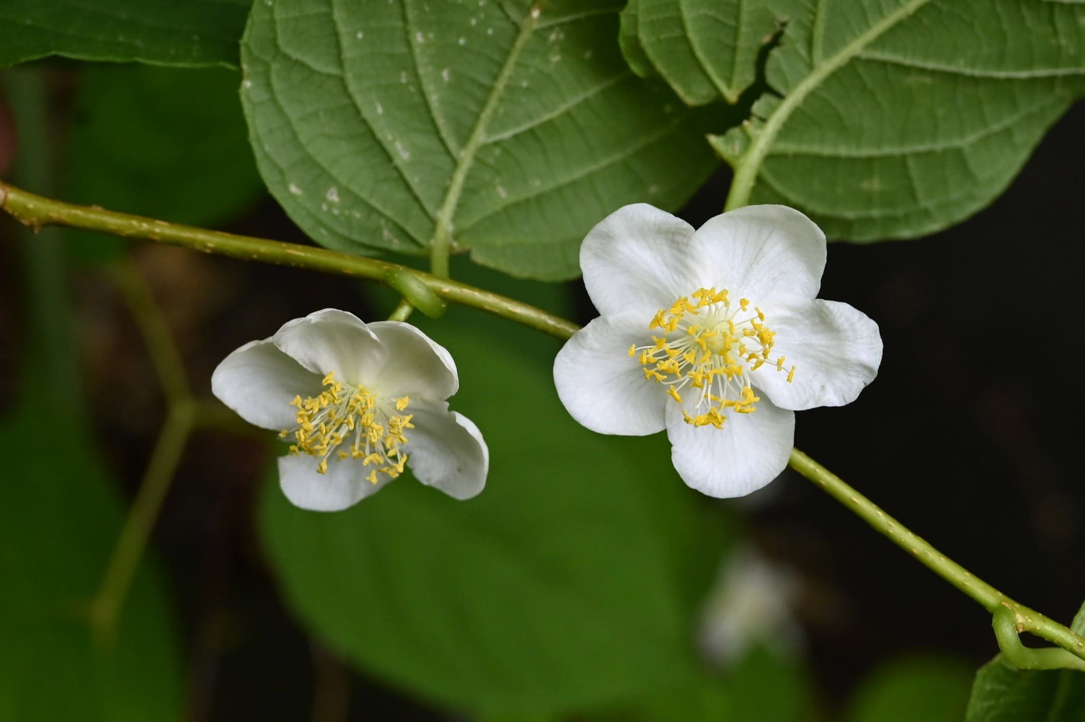 マタタビ 庭木図鑑 植木ペディア