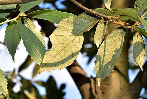 イチイガシ - 庭木図鑑 植木ペディア