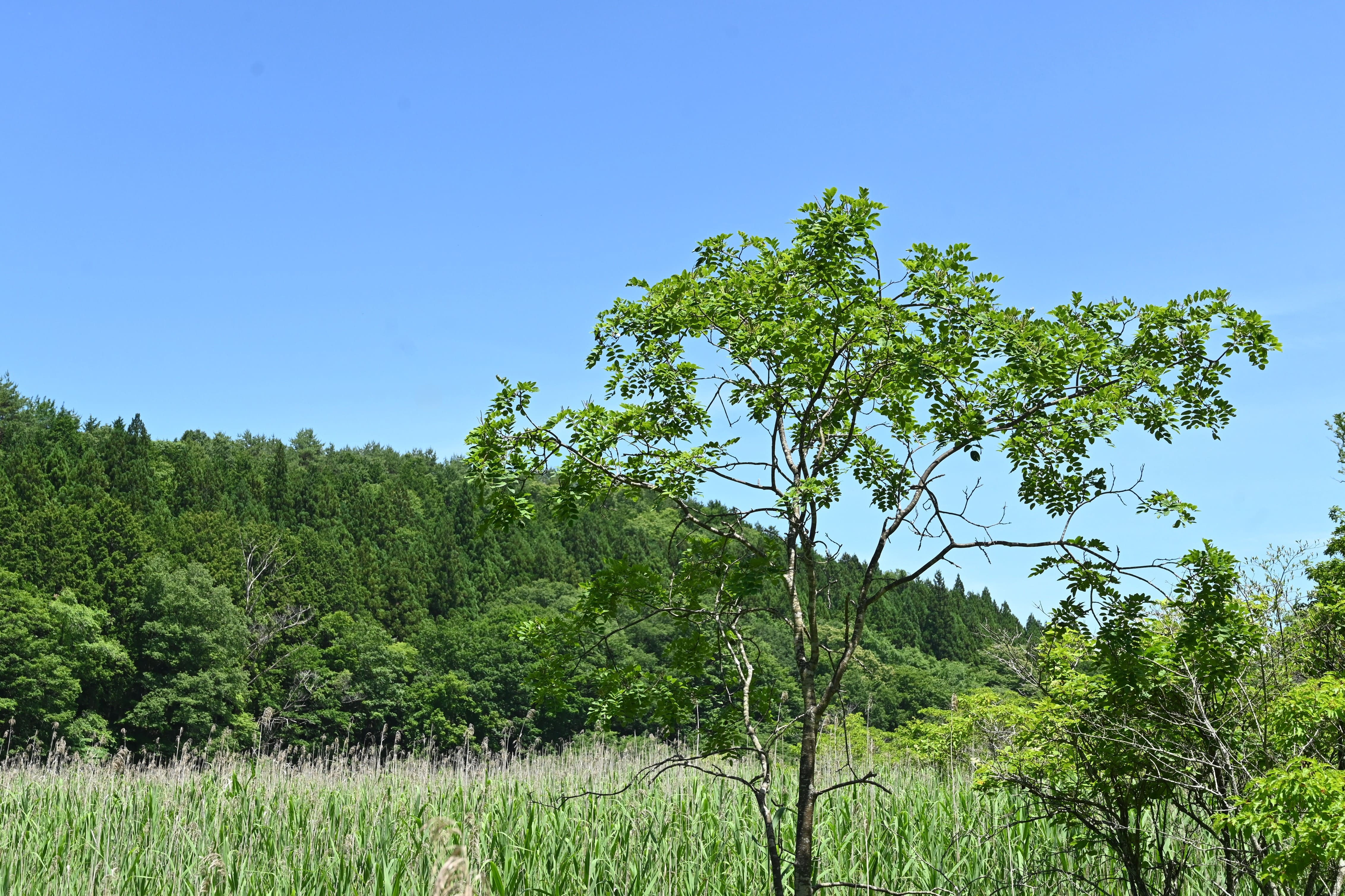 イヌエンジュ - 庭木図鑑 植木ペディア