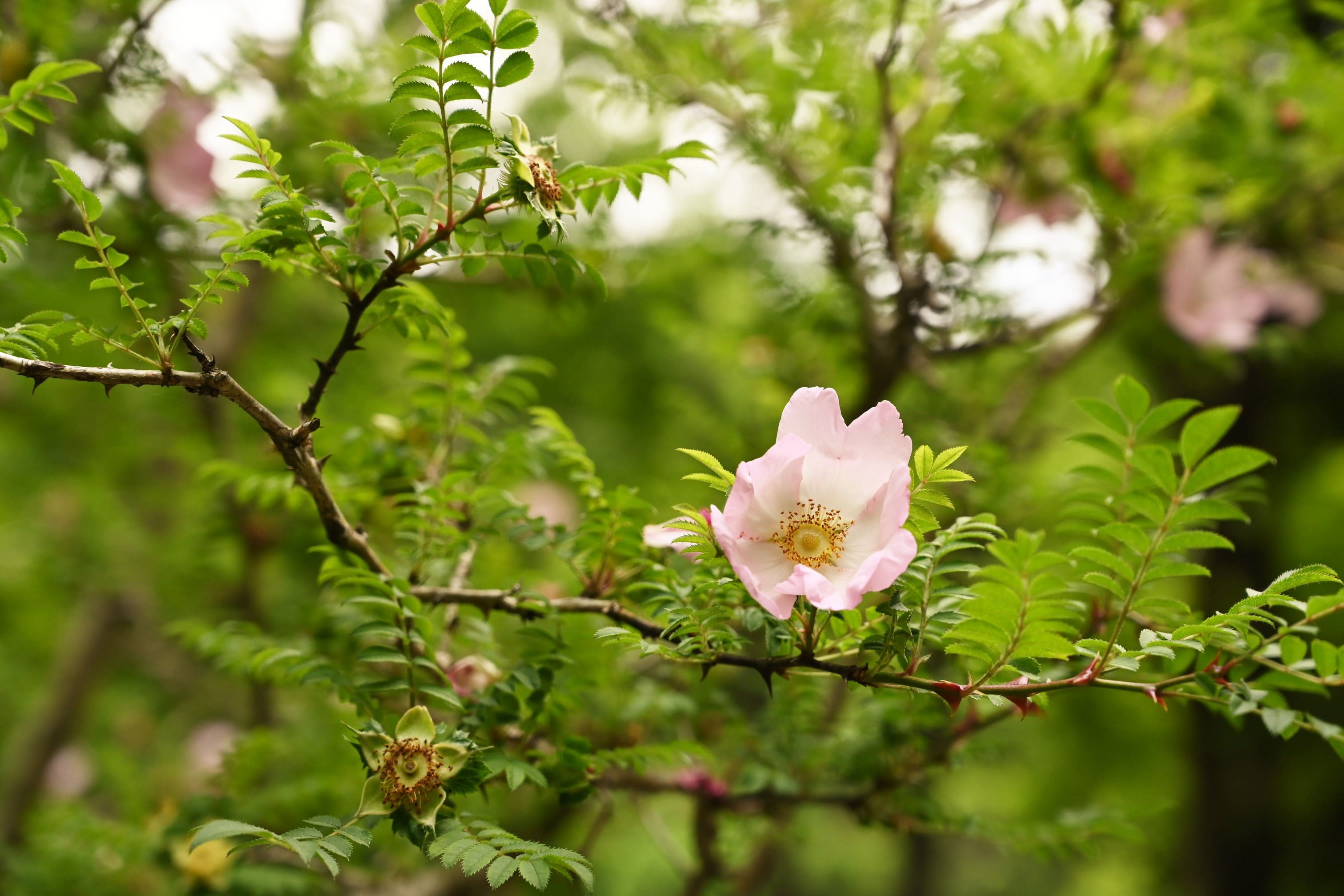 サンショウバラ 山椒薔薇 庭木図鑑 植木ペディア