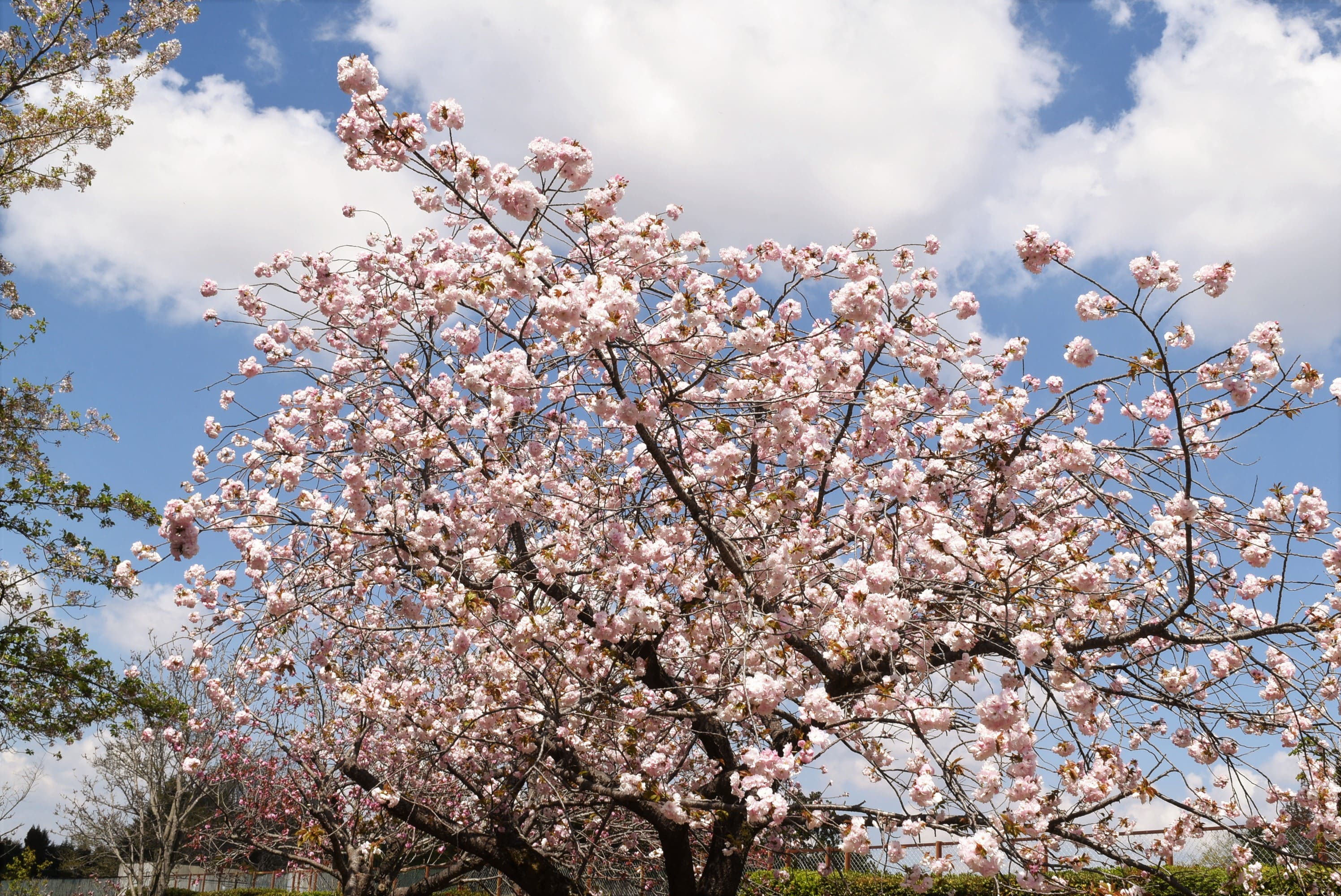 イチヨウ 一葉桜 庭木図鑑 植木ペディア