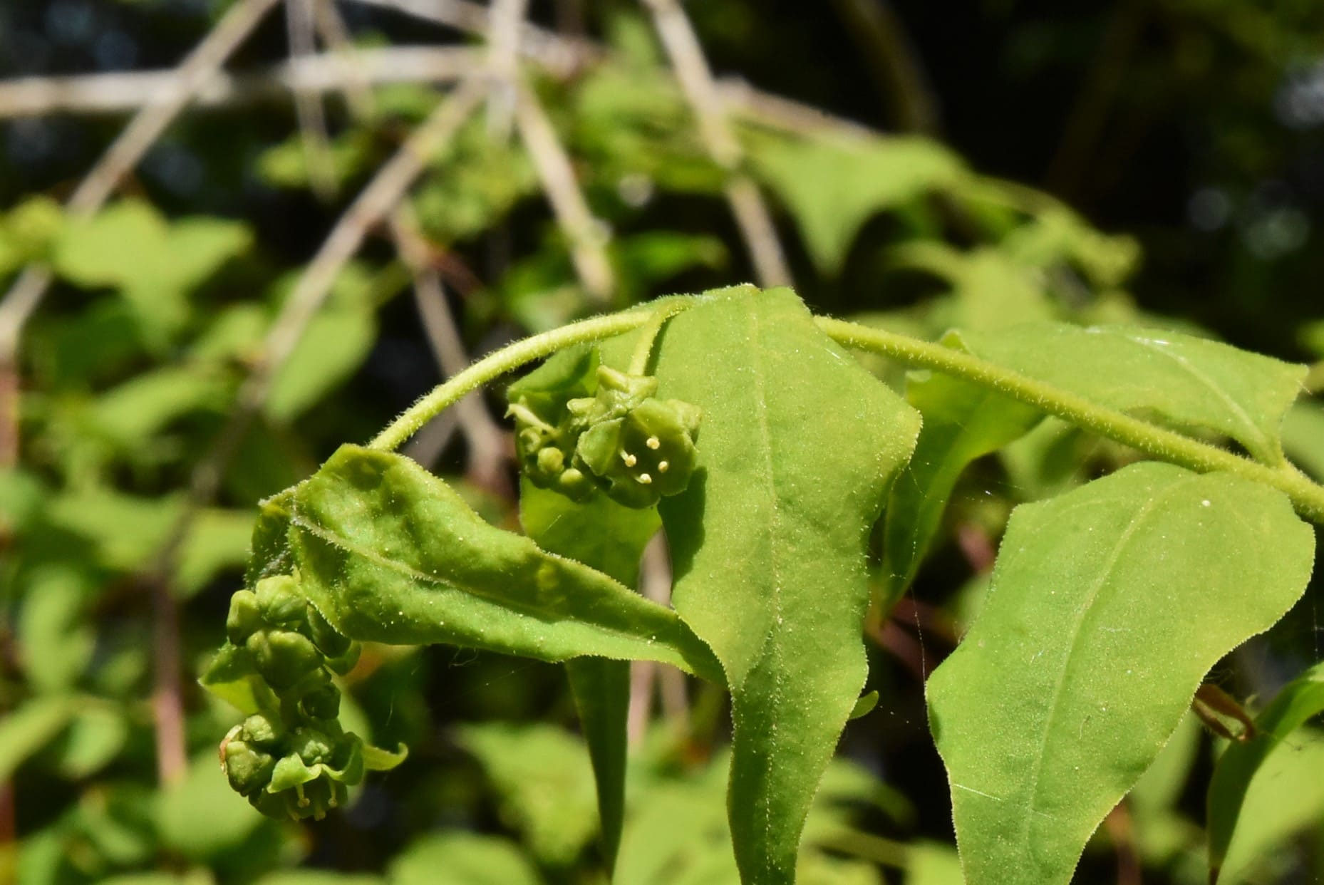 ツクバネ／つくばね／衝羽根 - 庭木図鑑 植木ペディア