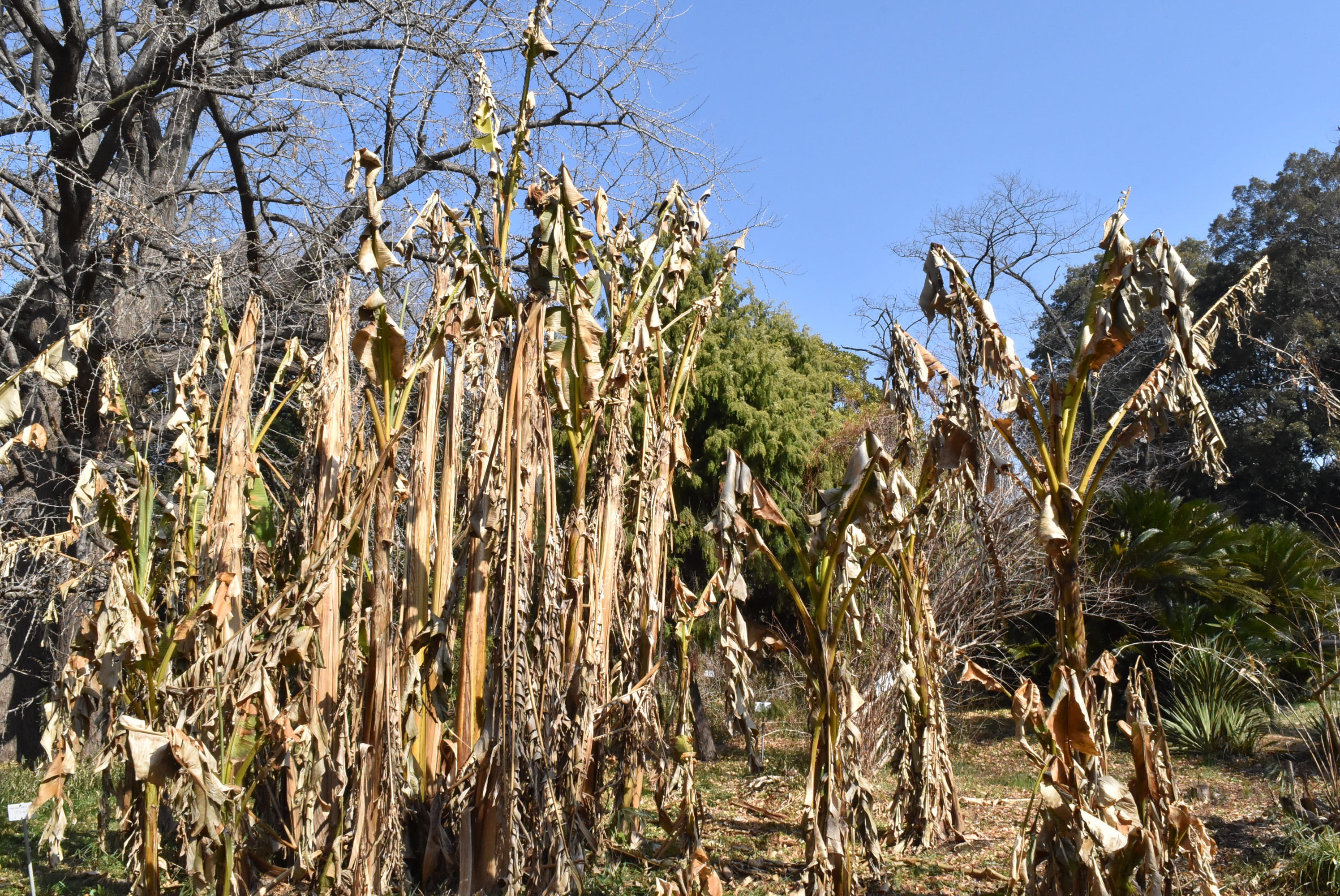バショウ ばしょう 芭蕉 庭木図鑑 植木ペディア