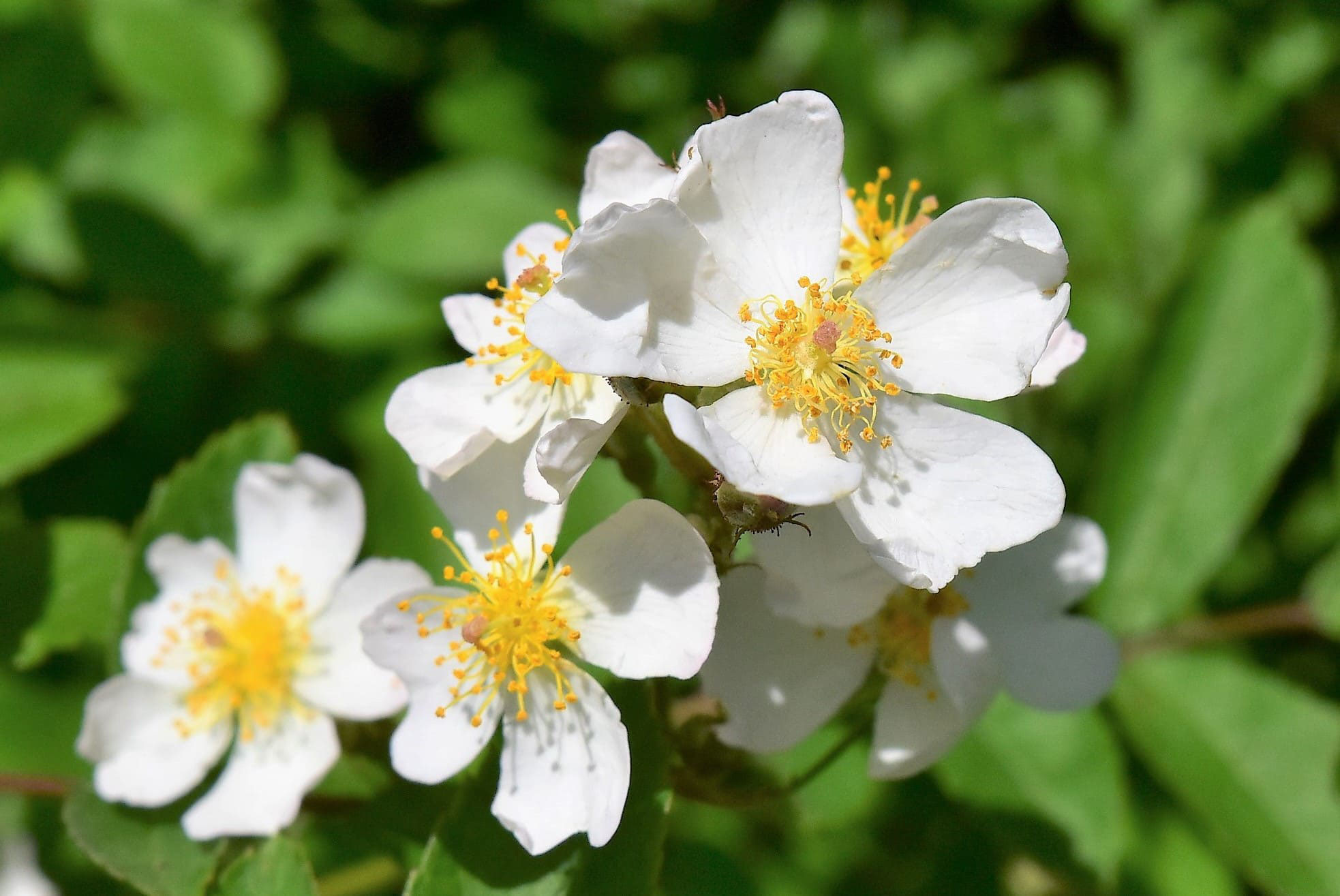 棘なしノイバラ種　約5000粒　野薔薇　野ばら　薔薇の実 トゲナシノイバラ（棘無し野薔薇） 白花 : 日本花卉ガーデン