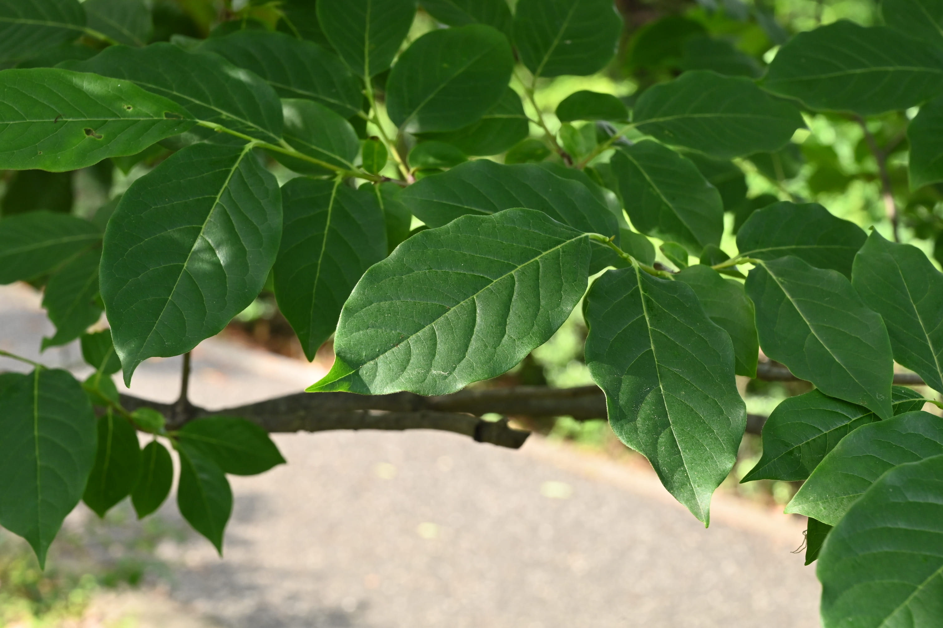 マメガキ - 庭木図鑑 植木ペディア