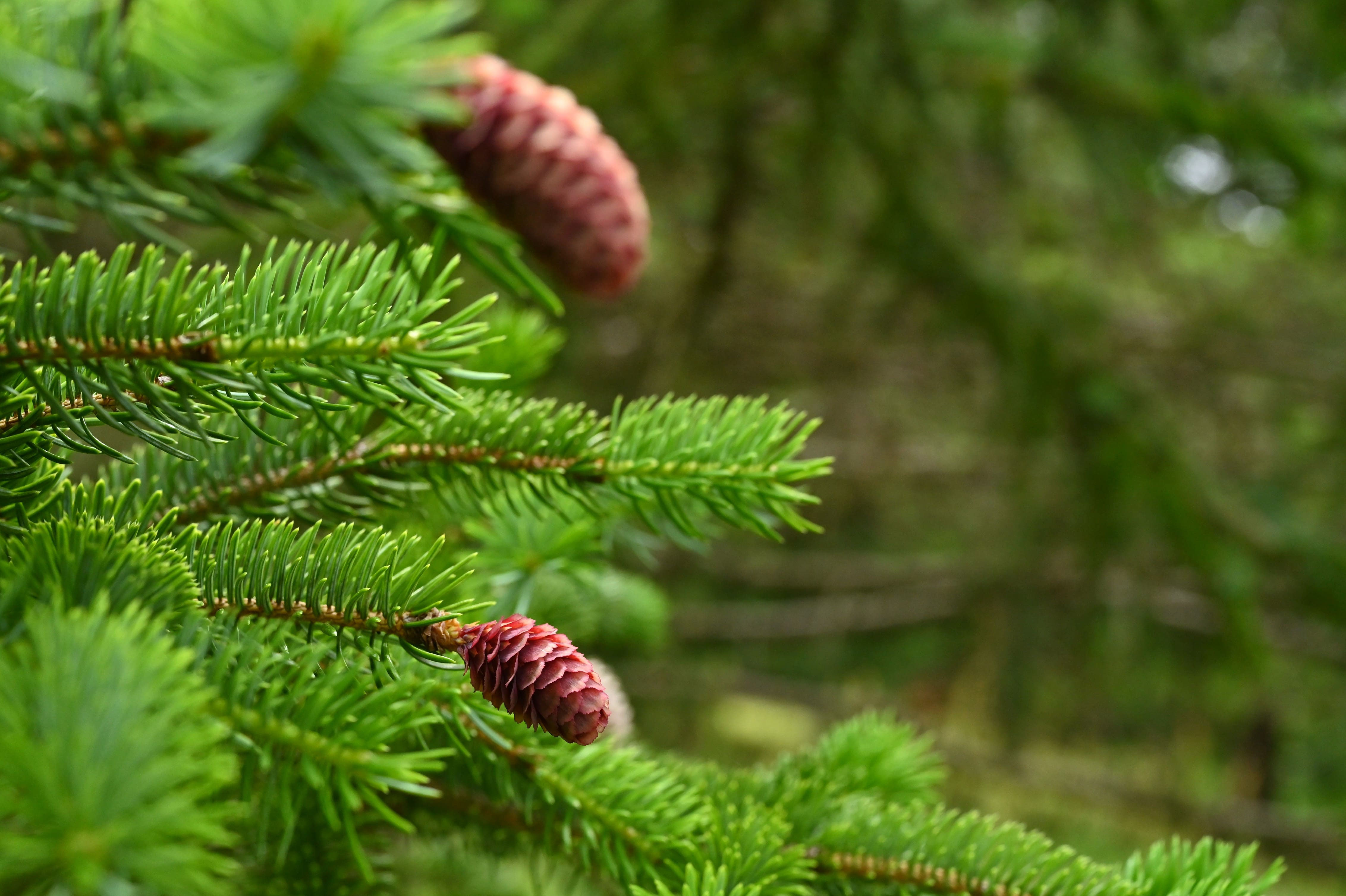 エゾマツ（蝦夷松） - 庭木図鑑 植木ペディア