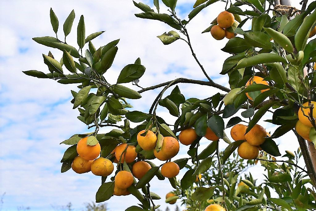 温州みかんの木 目隠し 植木 庭木 ガーデニング 蜜柑の木 果樹 ☆早い