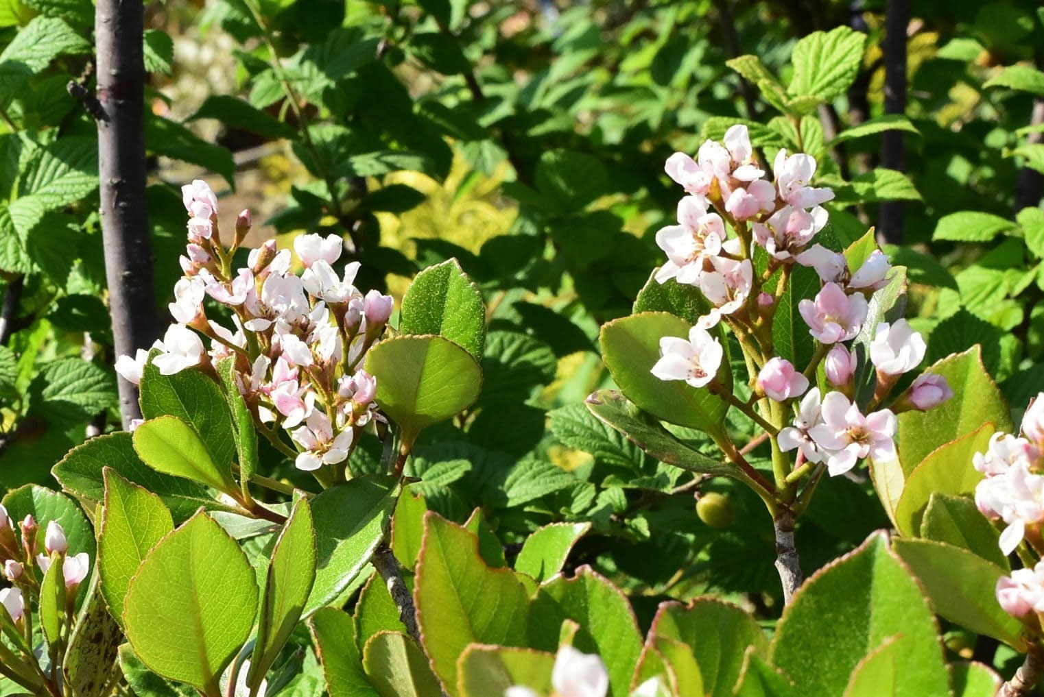 シャリンバイ（車輪梅） - 庭木図鑑 植木ペディア