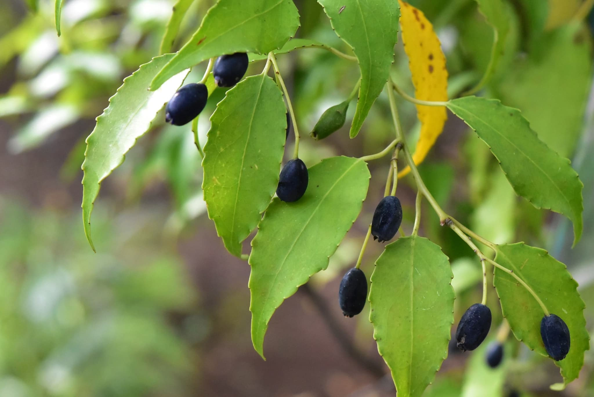 ハイノキ1 1587511730_7c17c26ab545c9d32b9