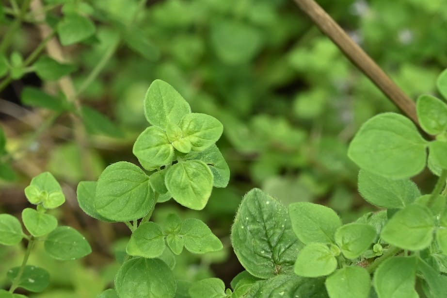 ハッカ はっか 薄荷 庭木図鑑 植木ペディア