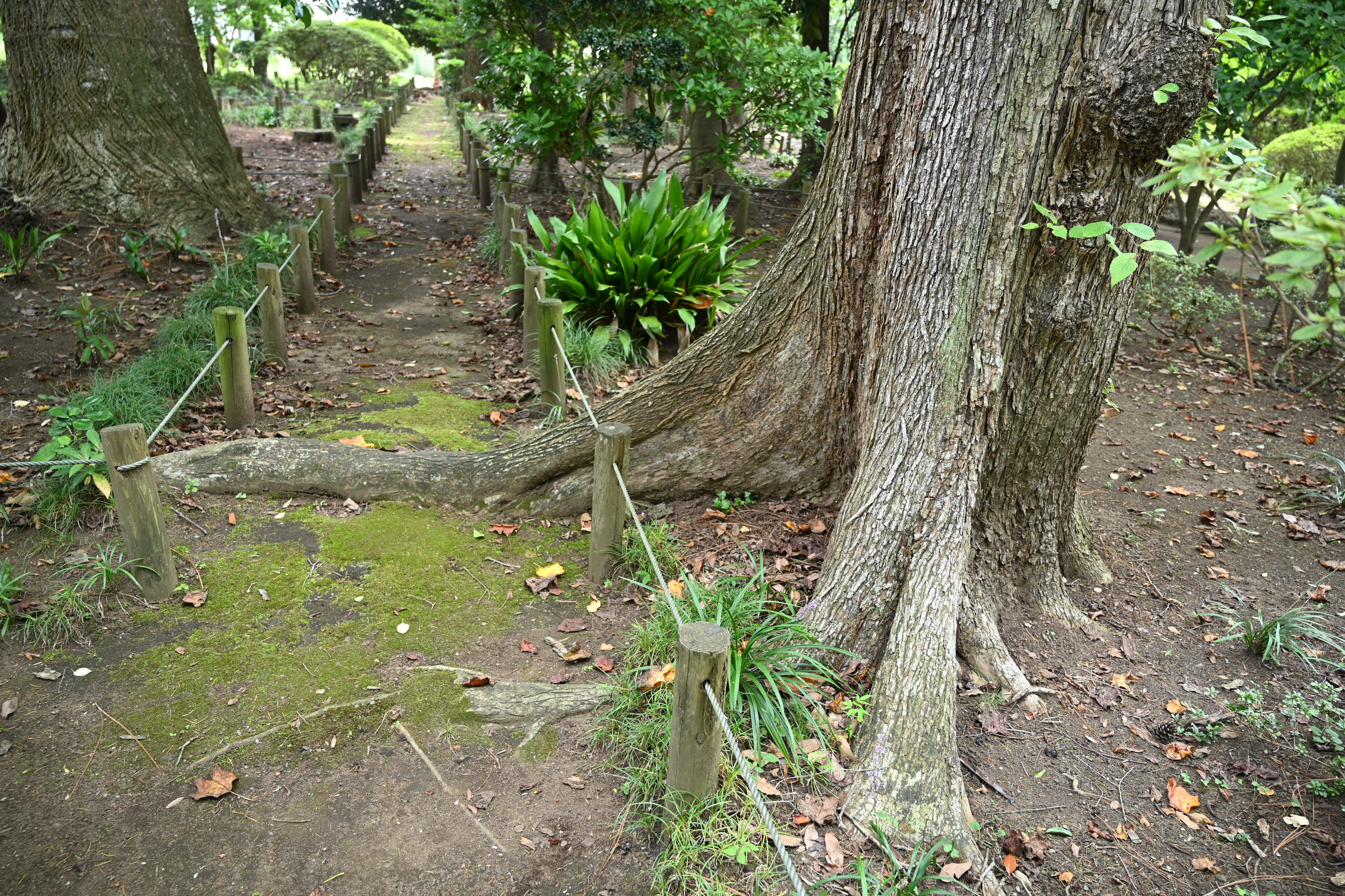 ハルニレ 春楡 庭木図鑑 植木ペディア