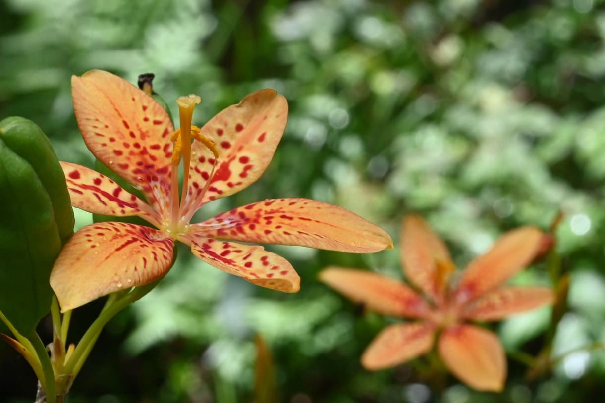 mizu ヒオウギ（日扇） mizu ヒオウギ（日扇） ヒオウギとは｜育て方がわかる植物図鑑