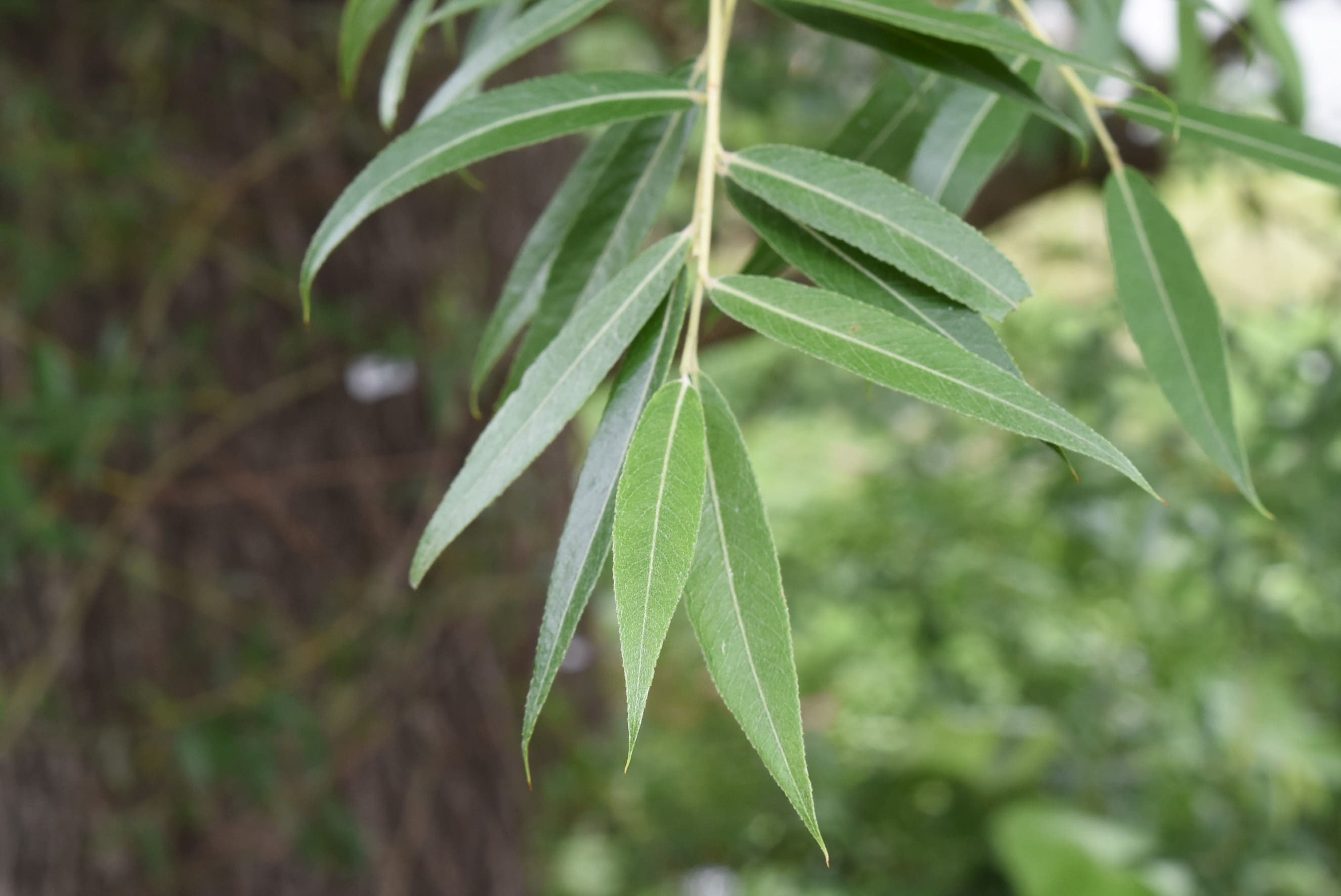 コゴメヤナギ こごめやなぎ 小米柳 庭木図鑑 植木ペディア