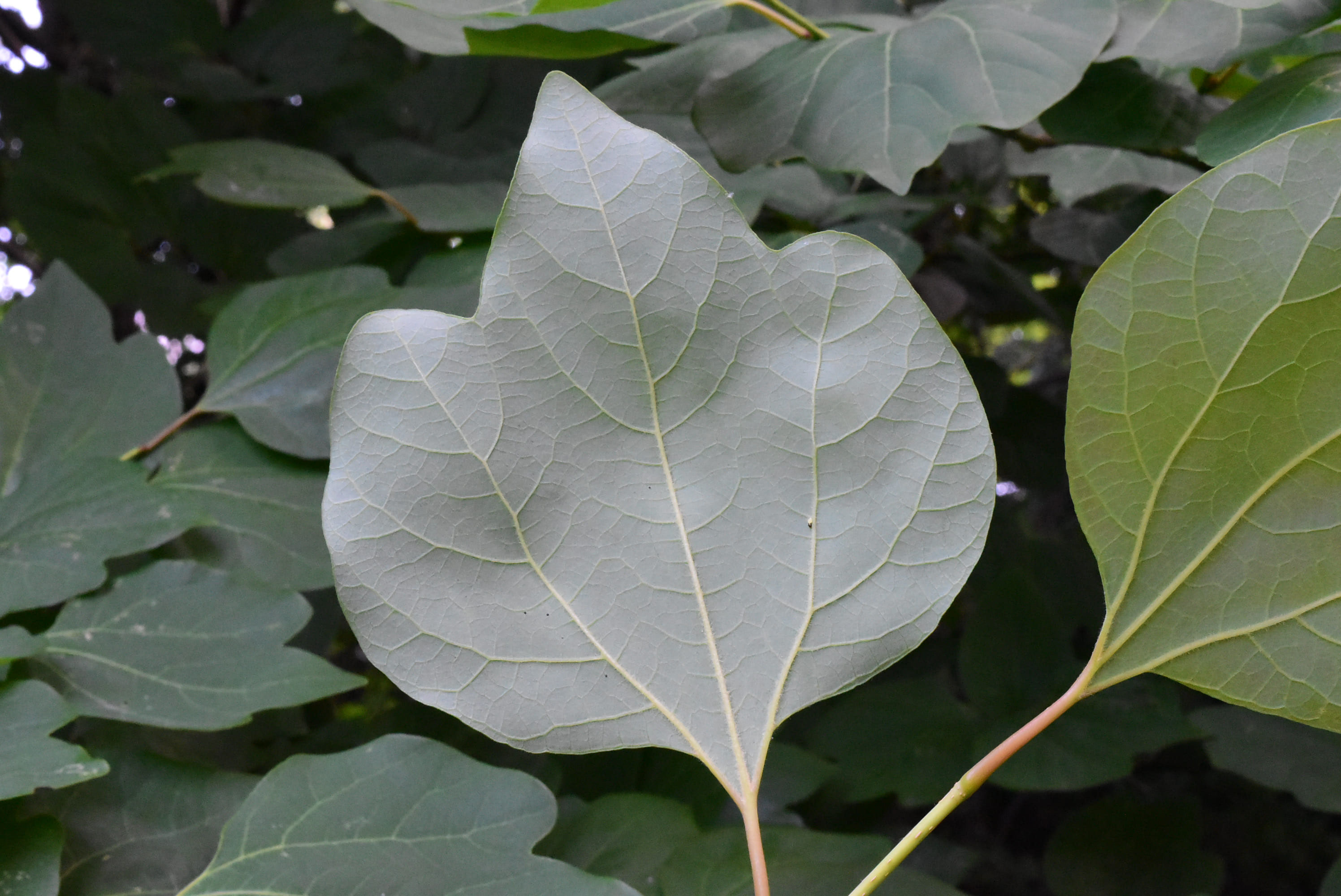 ダンコウバイ 壇香梅 庭木図鑑 植木ペディア