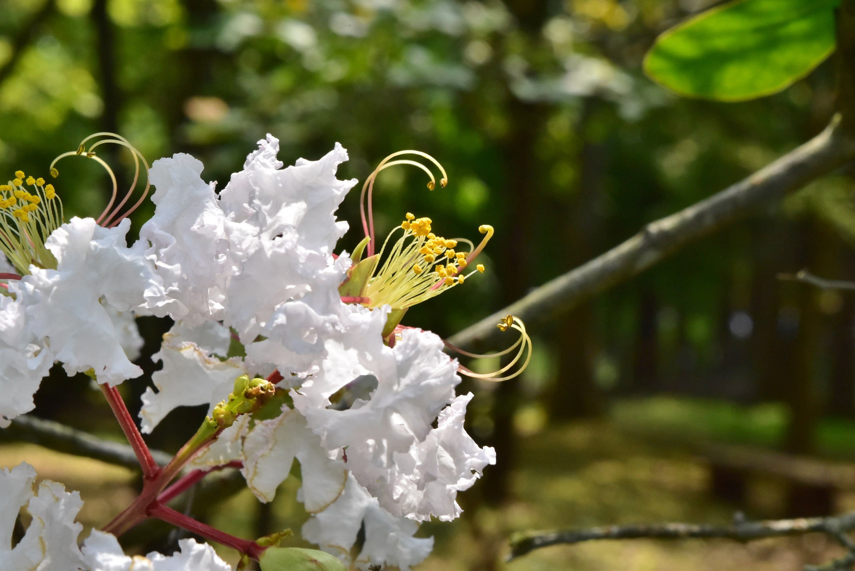 サルスベリ 百日紅 庭木図鑑 植木ペディア