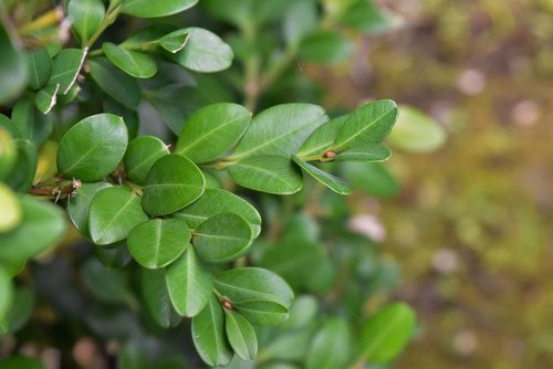 ツゲ 柘植 山採り －アオダモ、アオハダ、カエデ、もみじー ツゲ（柘植