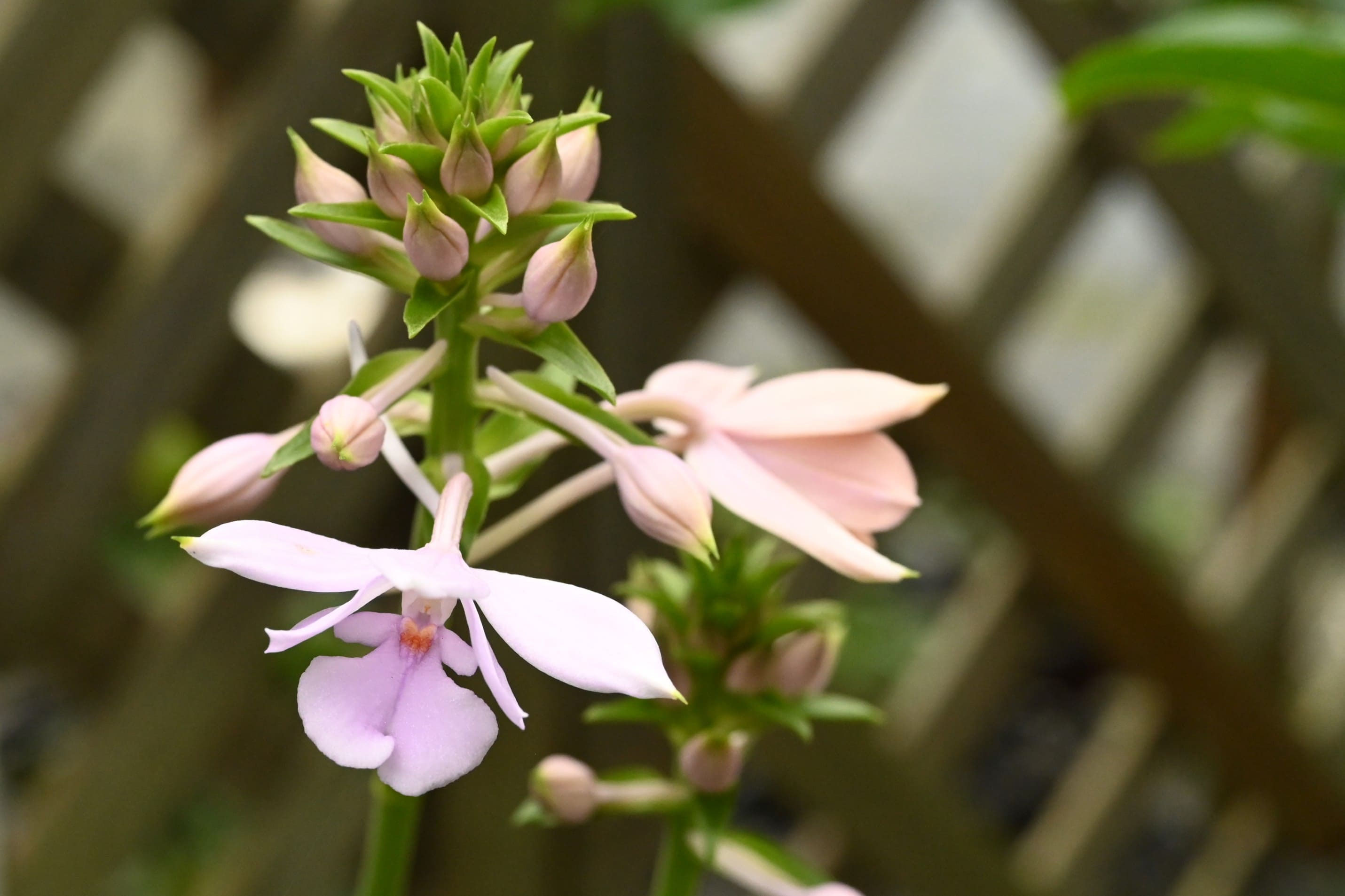 キエビネ 海老根 エビネ 蘭 山野草 20株 来年開花用 えびね 【楽天市場