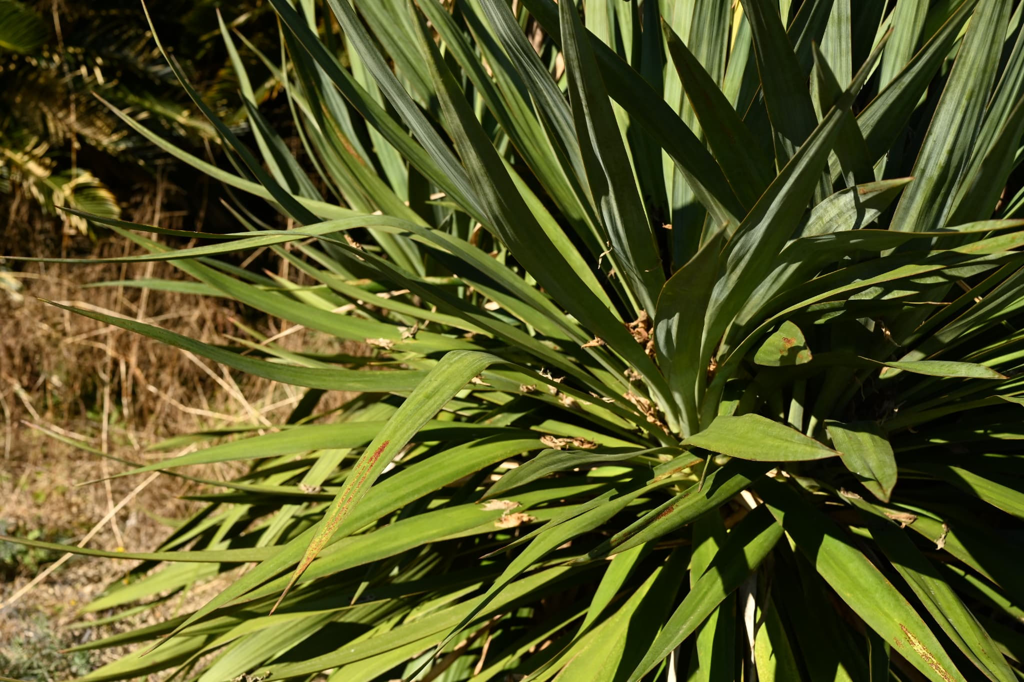 キミガヨラン／きみがよらん／君が代蘭 - 庭木図鑑 植木ペディア