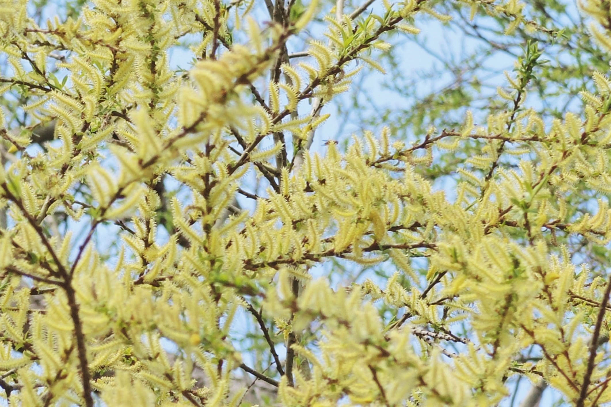 コゴメヤナギ こごめやなぎ 小米柳 庭木図鑑 植木ペディア