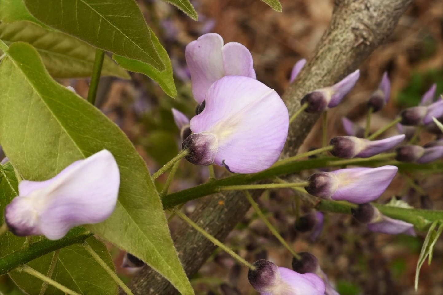 フジ（藤） - 庭木図鑑 植木ペディア