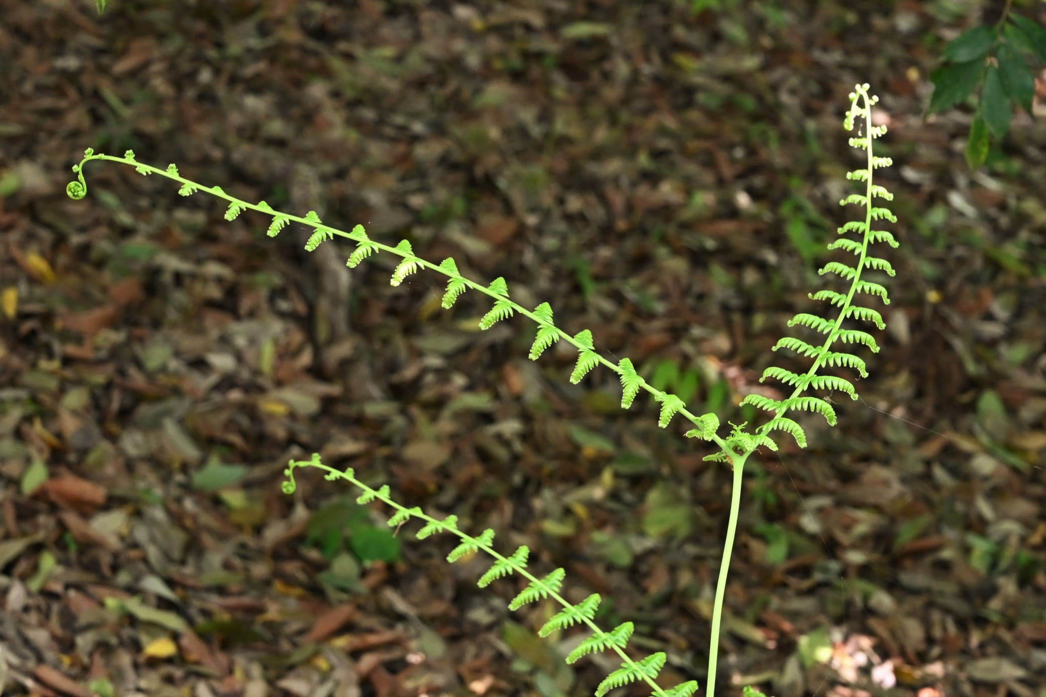 ウラジロ／うらじろ／裏白 - 庭木図鑑 植木ペディア
