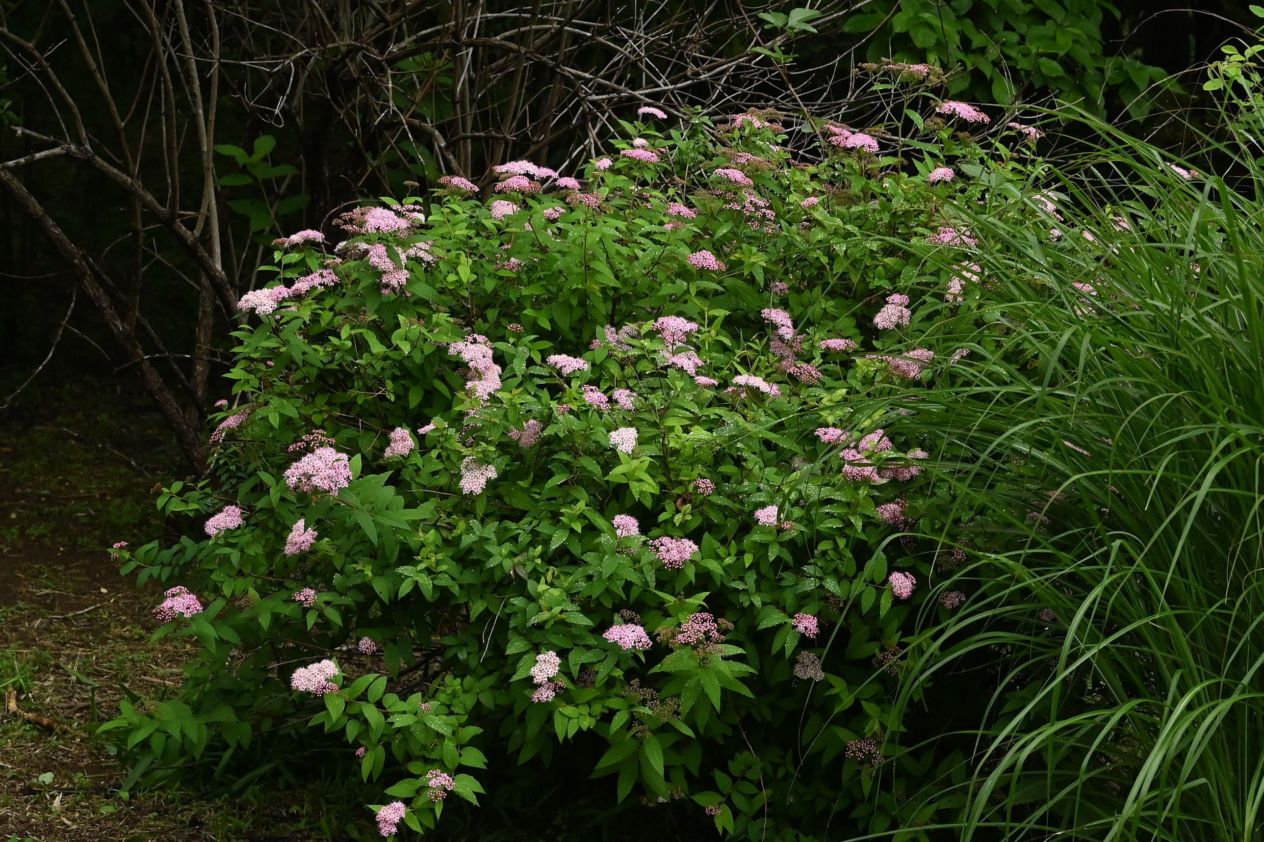 シモツケ（下野） - 庭木図鑑 植木ペディア