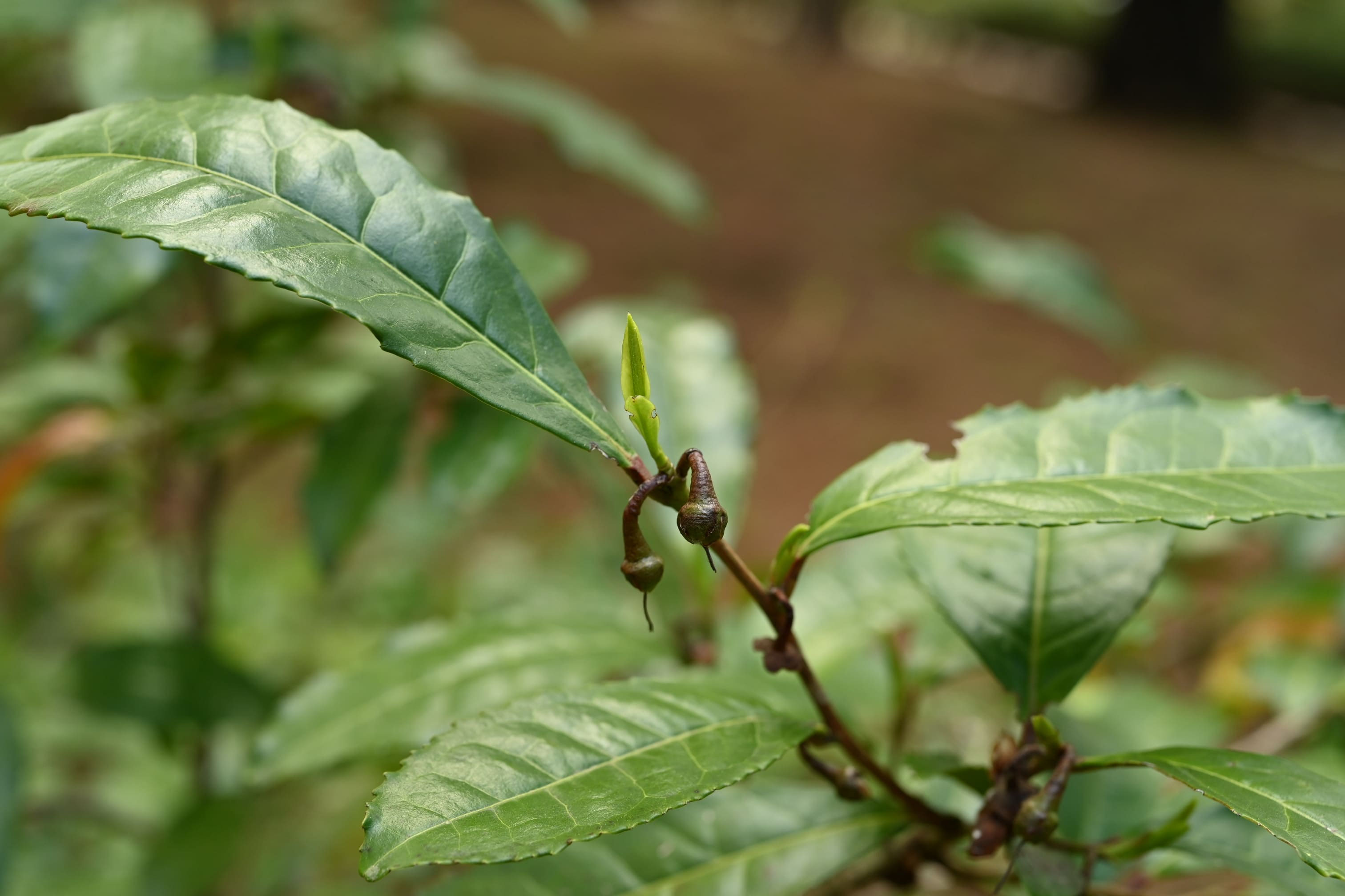 チャノキ - 庭木図鑑 植木ペディア