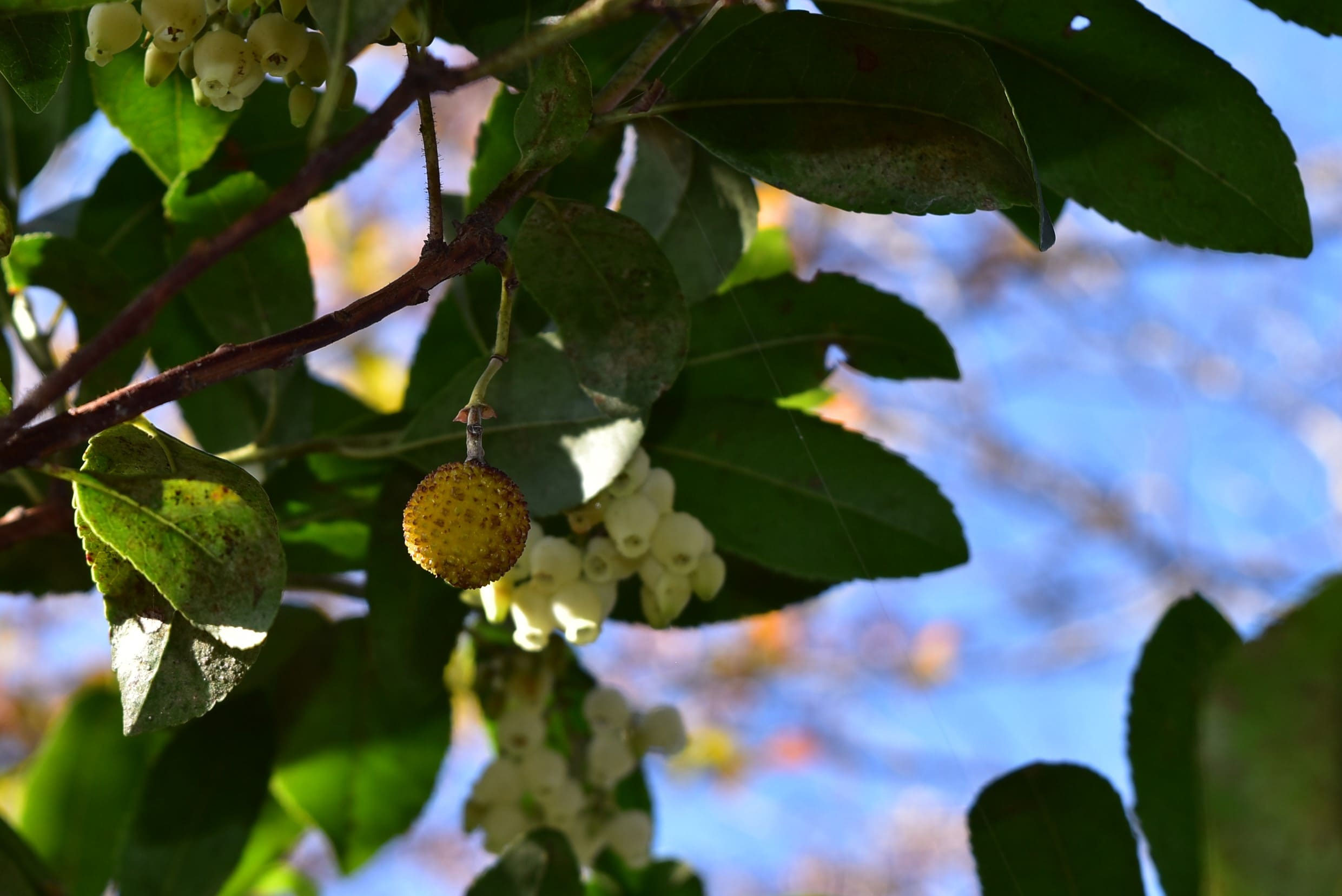 ヒメイチゴノキ ひめいちごのき 姫苺木 庭木図鑑 植木ペディア