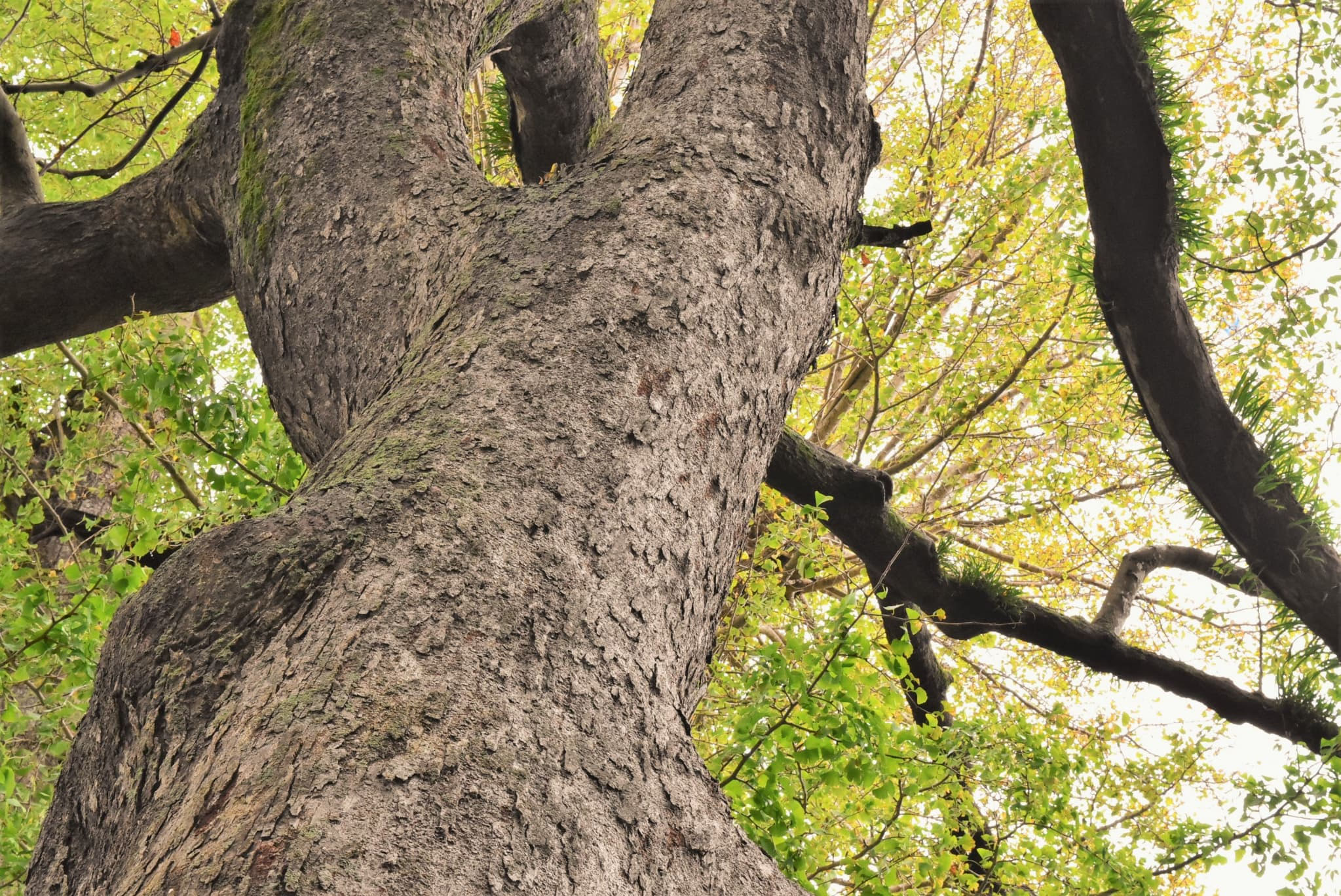 榎木 えのき 木板