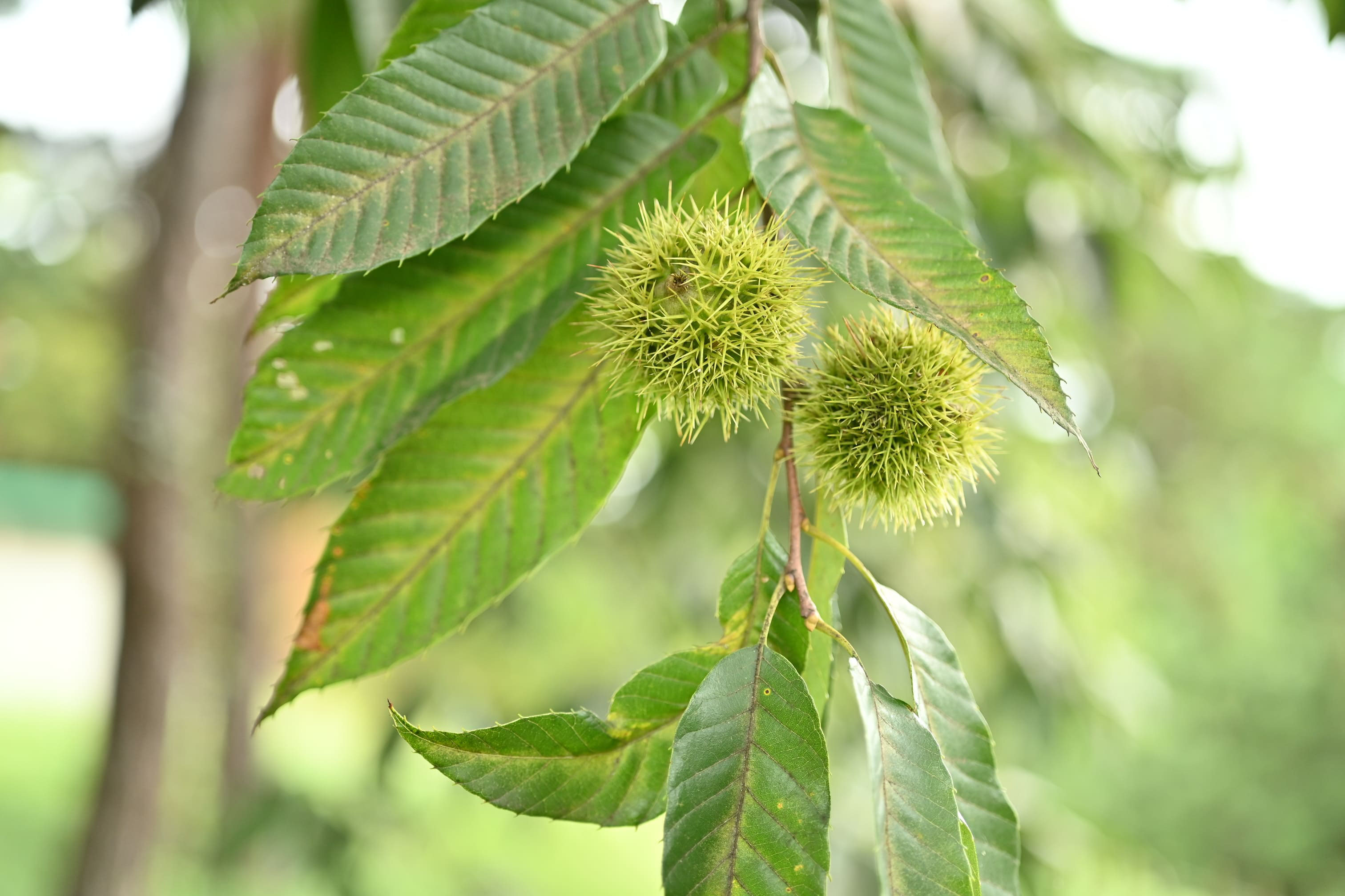 クリ 栗 庭木図鑑 植木ペディア