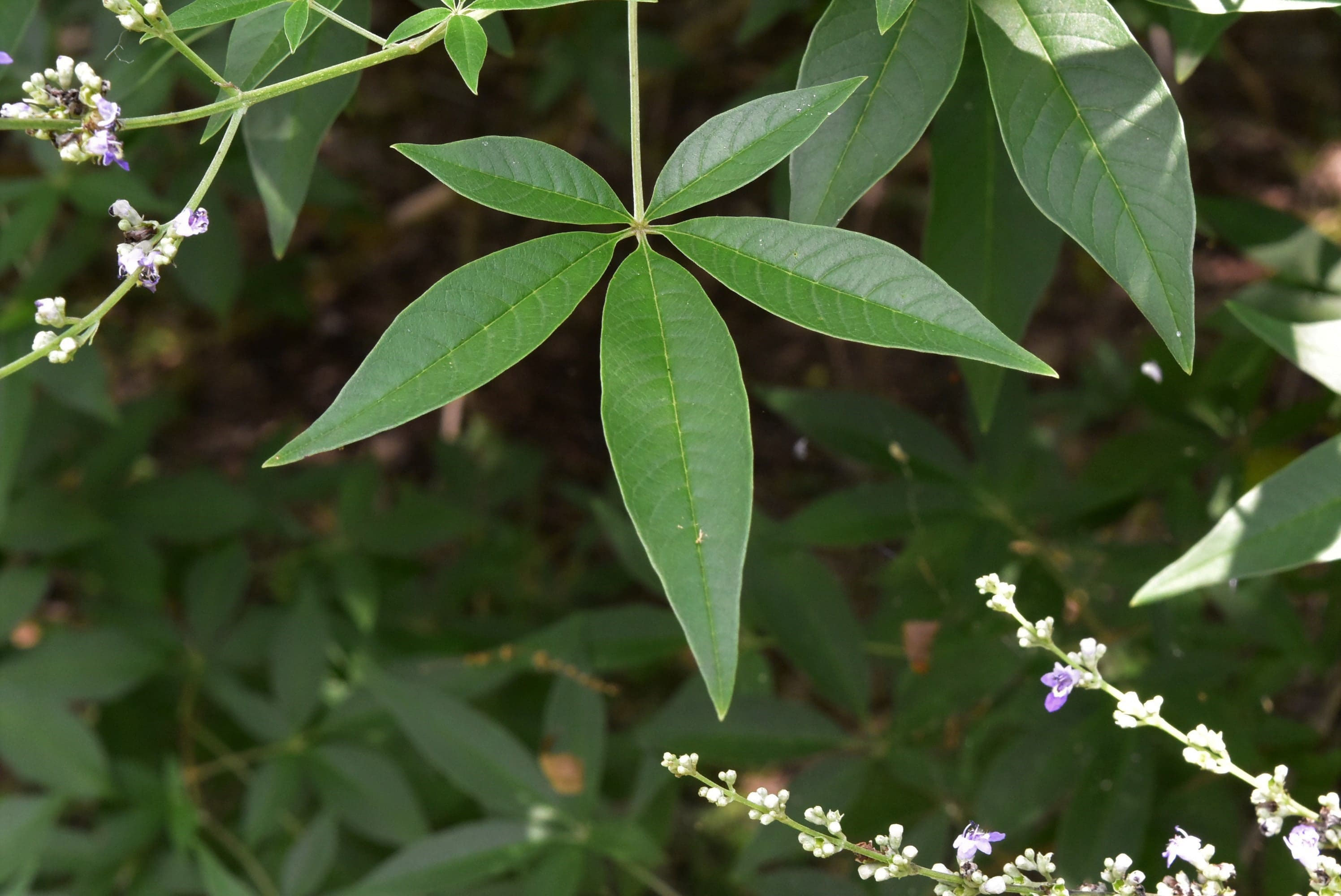ニンジンボク／にんじんぼく／人参木 - 庭木図鑑 植木ペディア