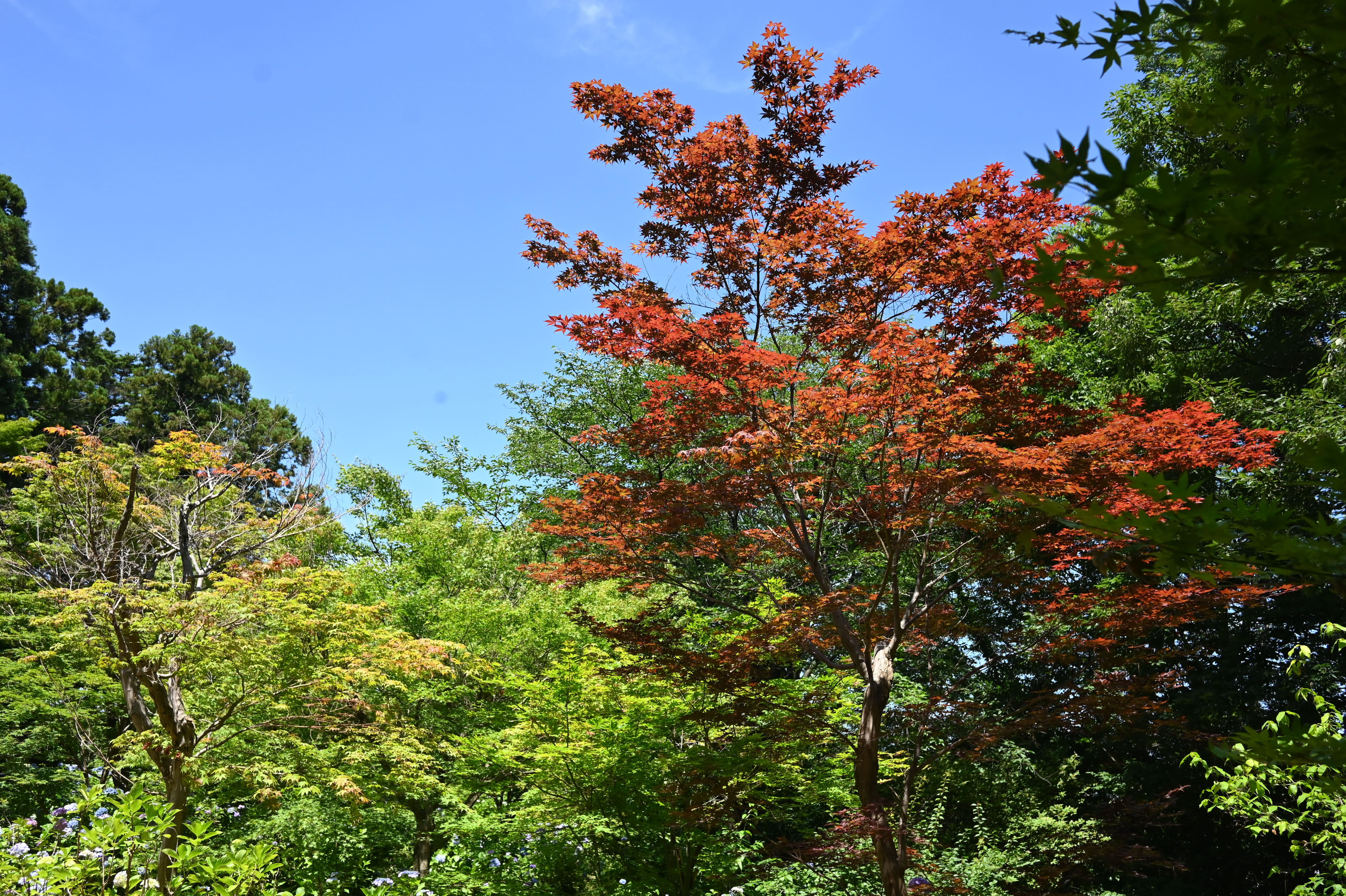 ノムラモミジ - 庭木図鑑 植木ペディア
