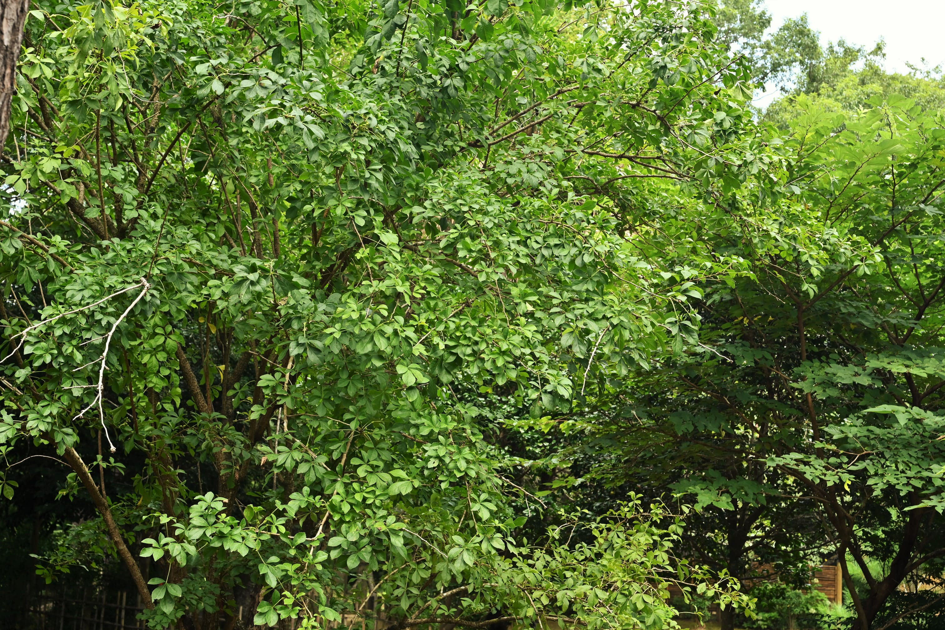 ウコギ 五加木 庭木図鑑 植木ペディア ウコギ 五加木 庭木図鑑 植木ペディア