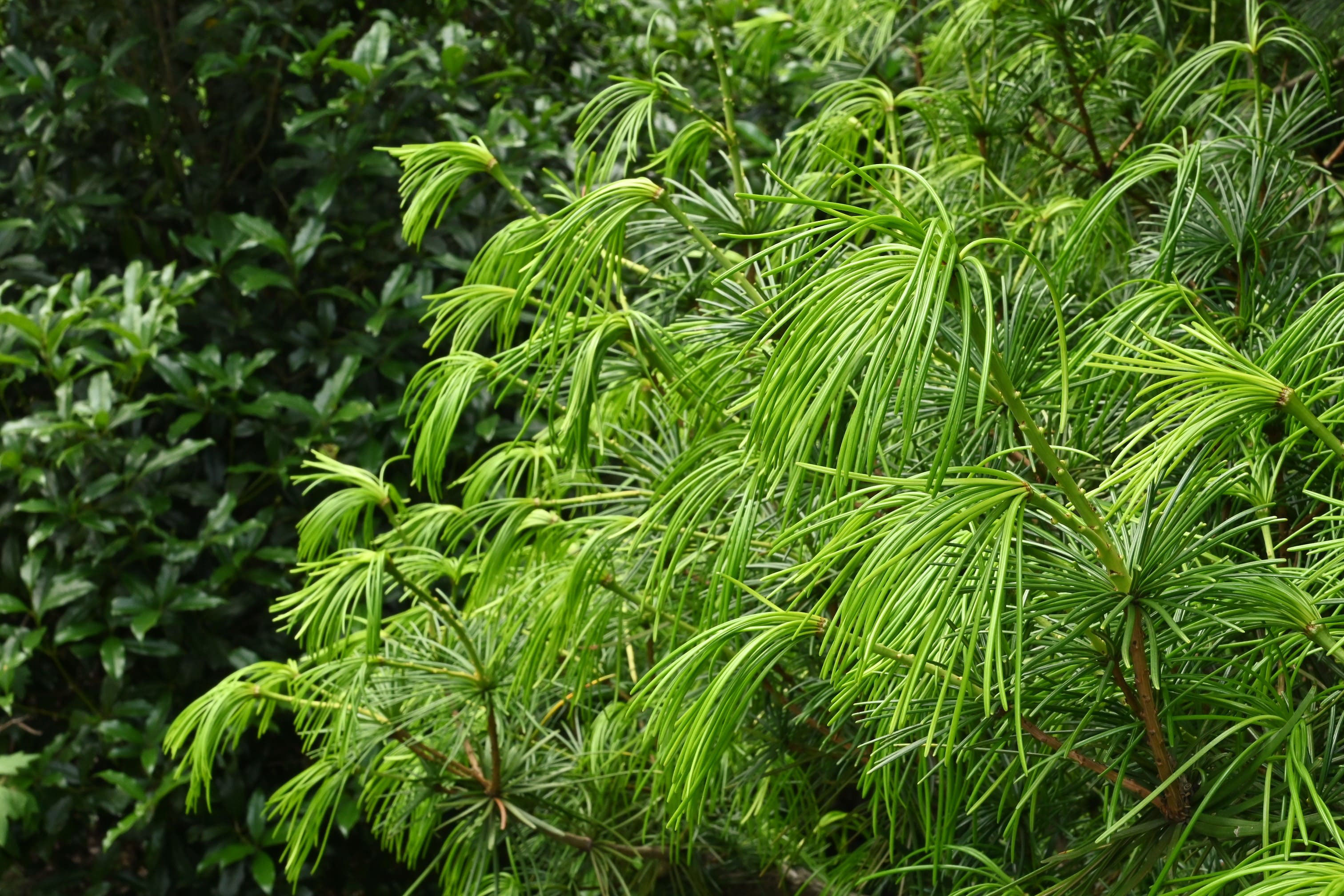 コウヤマキ(高野槙) - 庭木図鑑 植木ペディア コウヤマキ(高野槙) - 庭木図鑑 植木ペディア