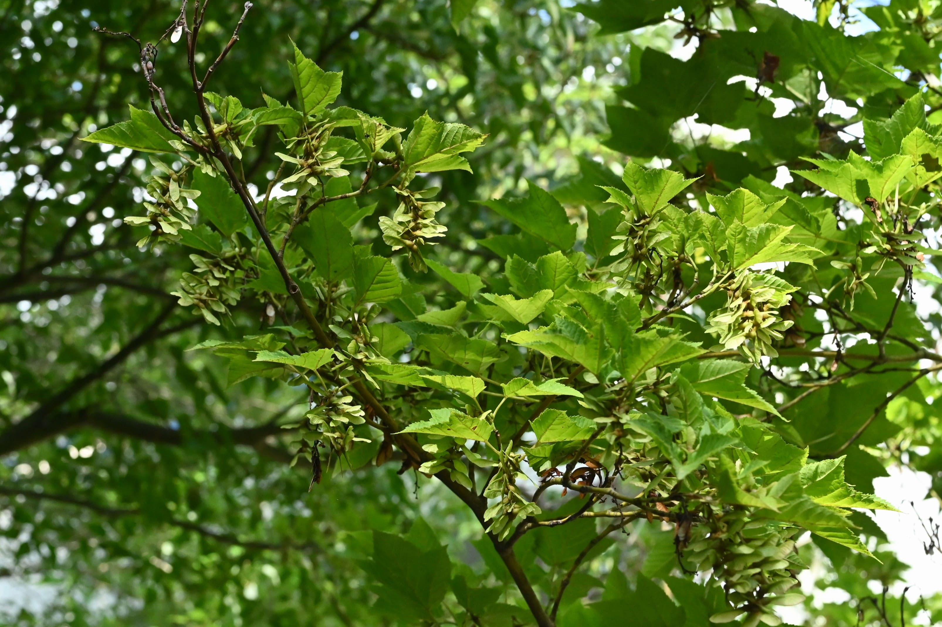ウリハダカエデ - 庭木図鑑 植木ペディア