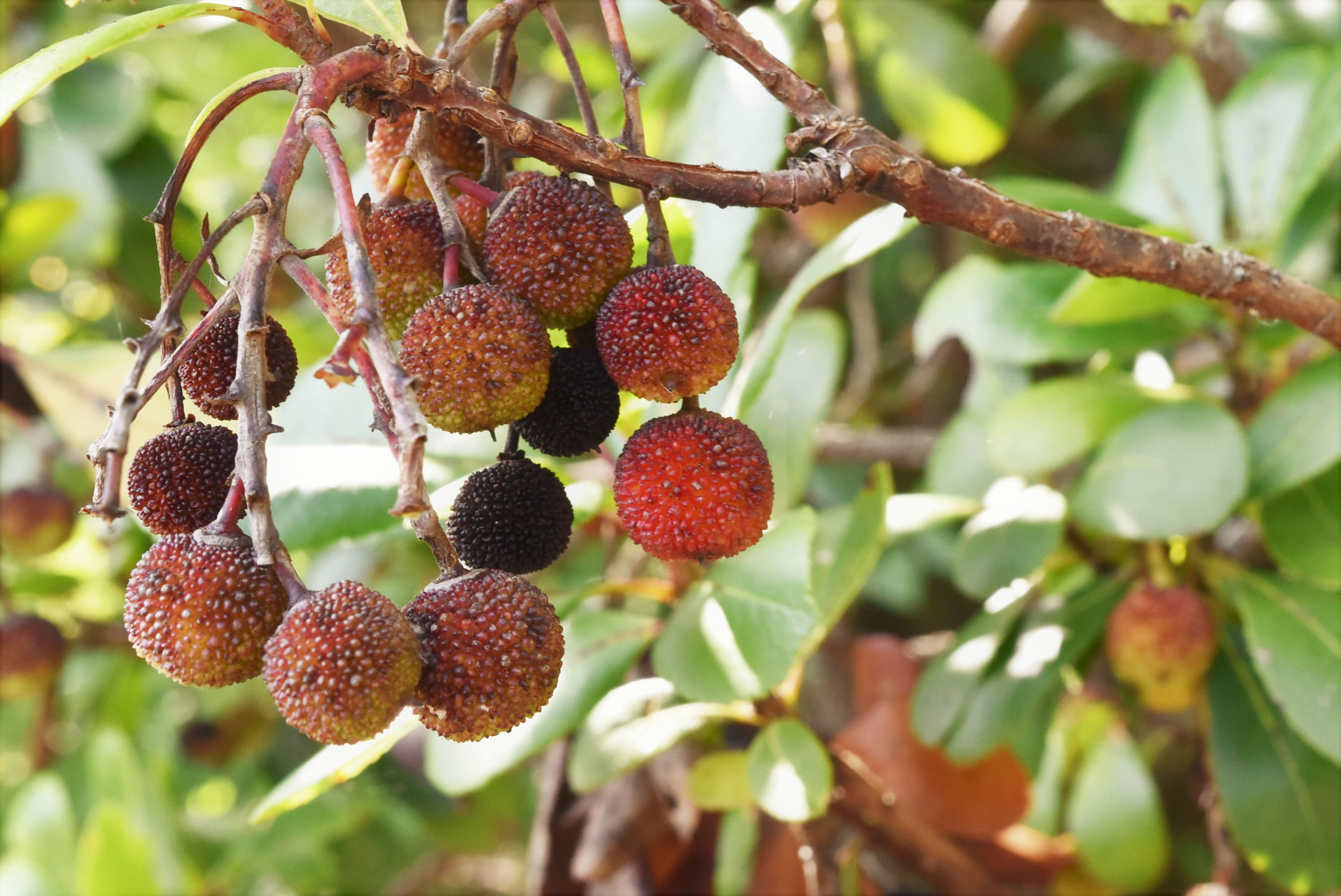 イチゴノキ（苺の木） - 庭木図鑑 植木ペディア